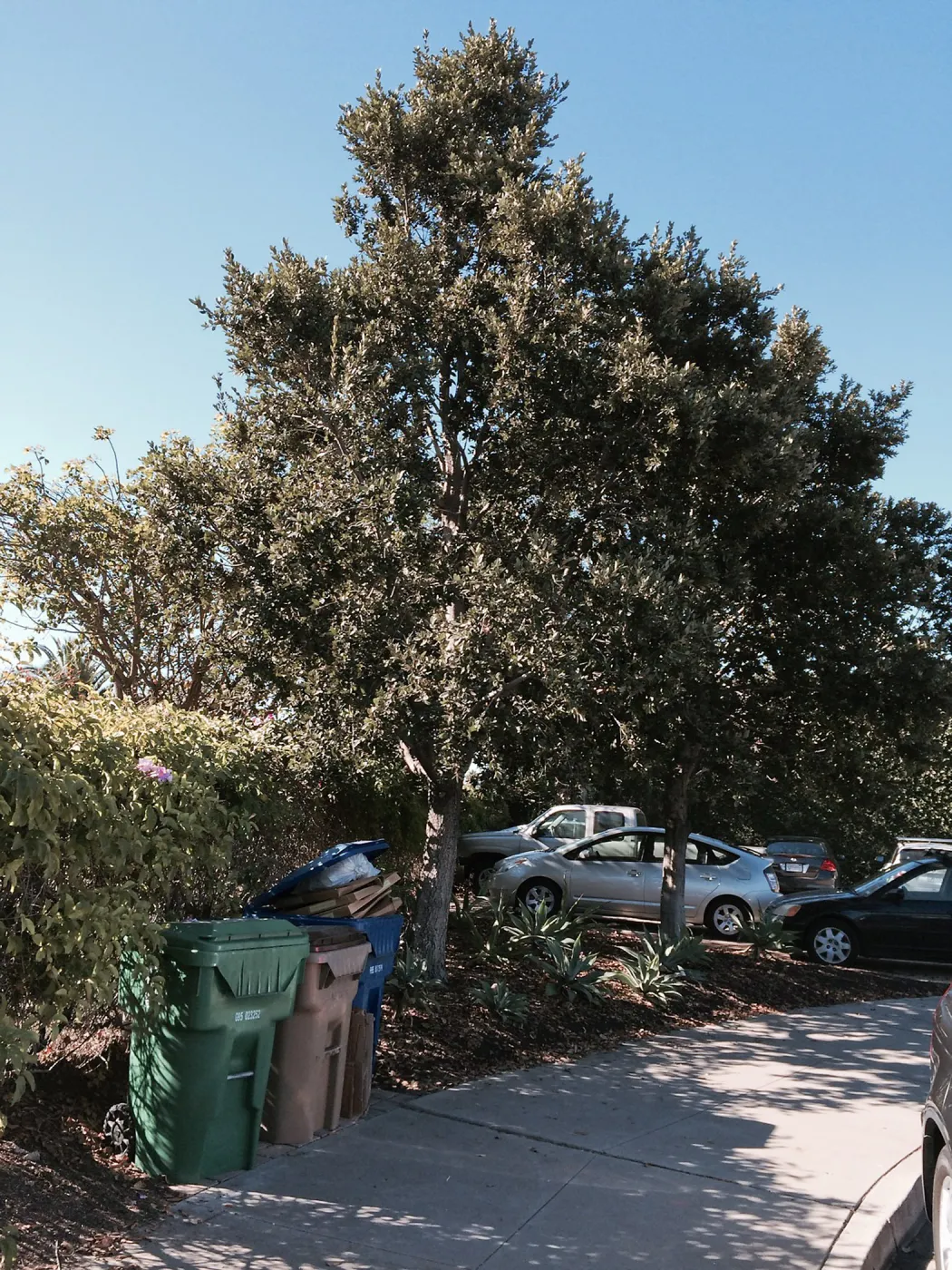 Quercus tomentella at Susan van Atta property