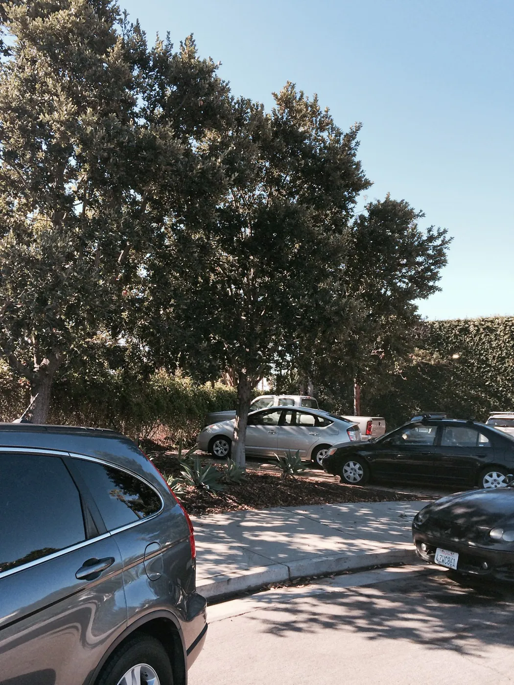 Quercus tomentella at Susan van Atta property