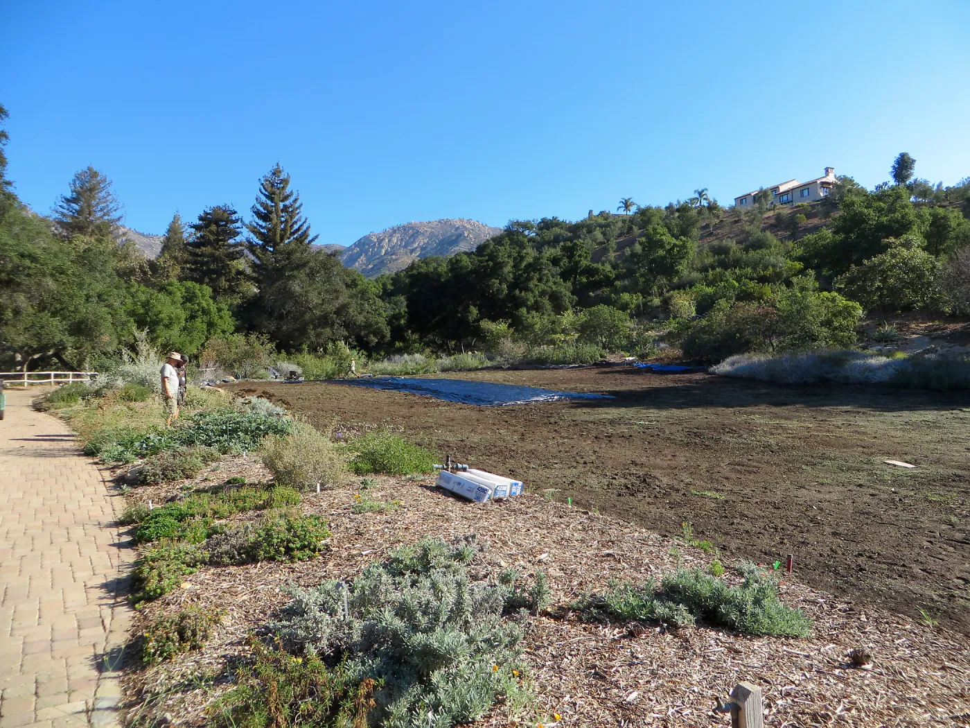 Solarization of the Meadow
