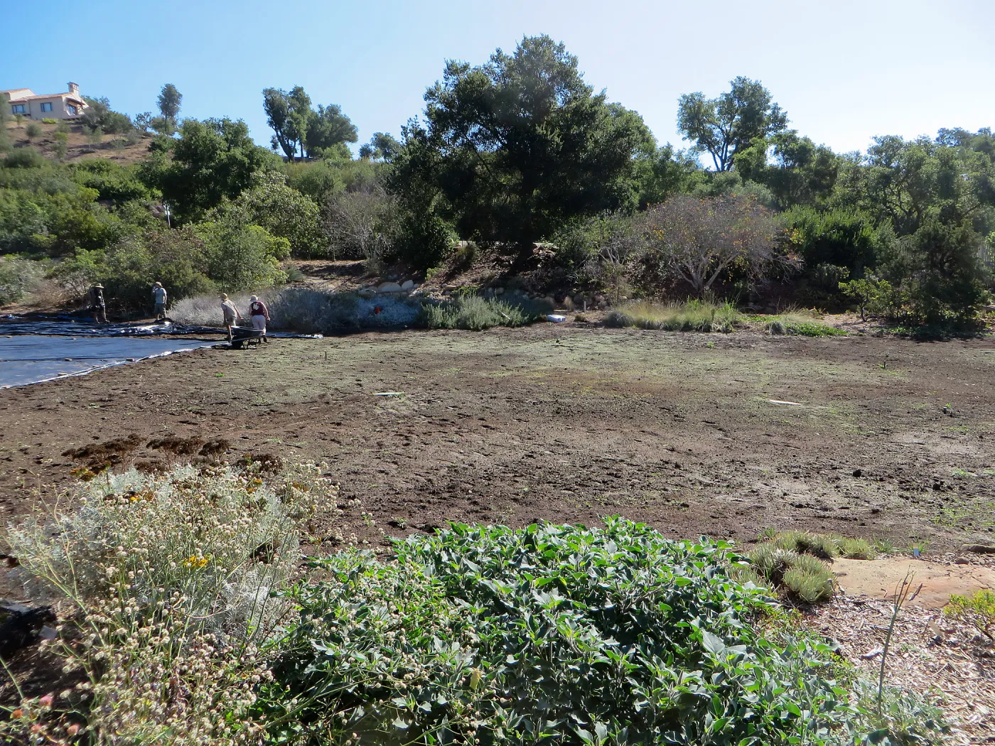 Solarization of the Meadow