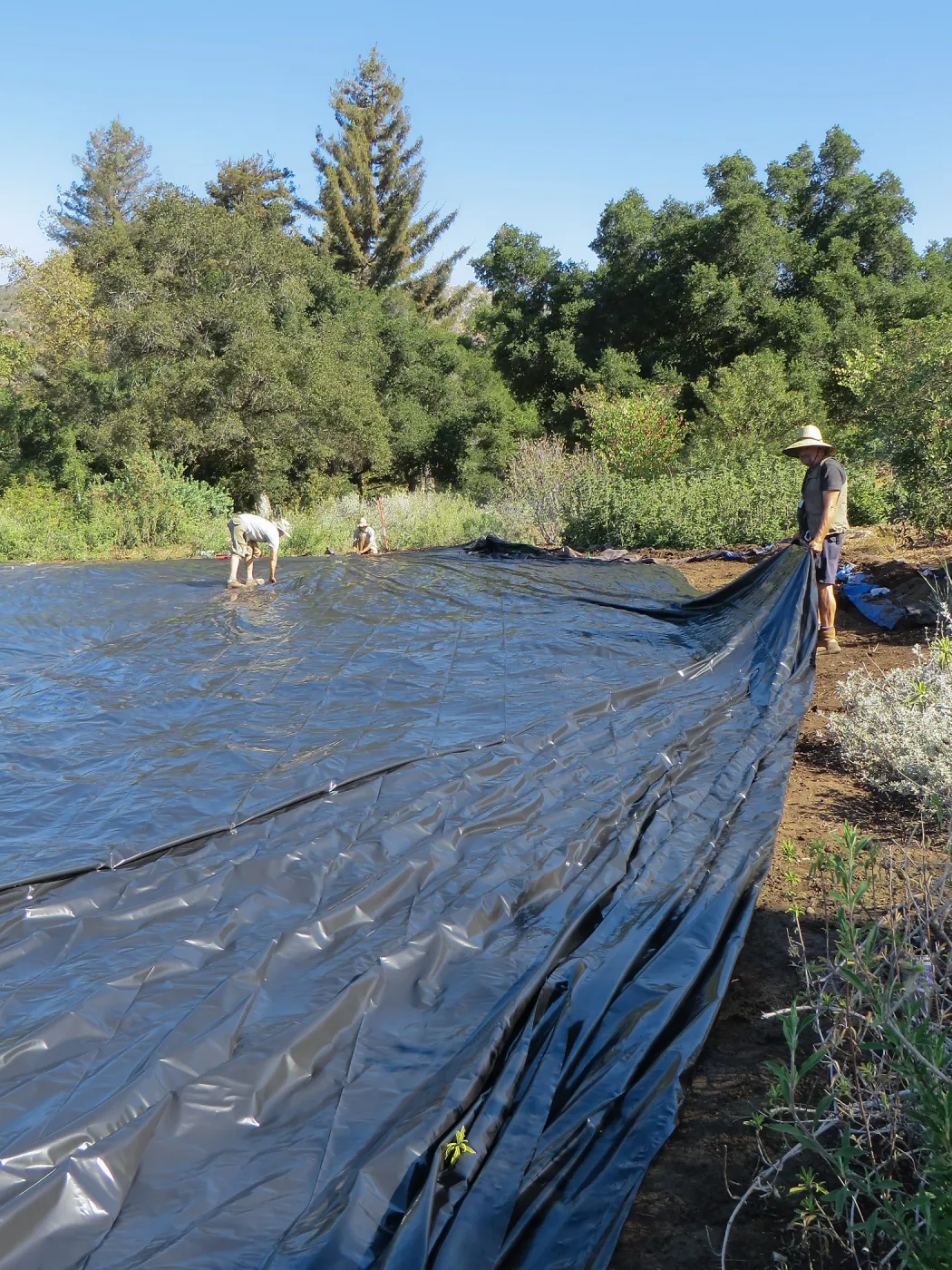Solarization of the Meadow