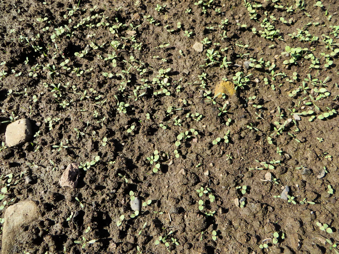 Meadow before solarization