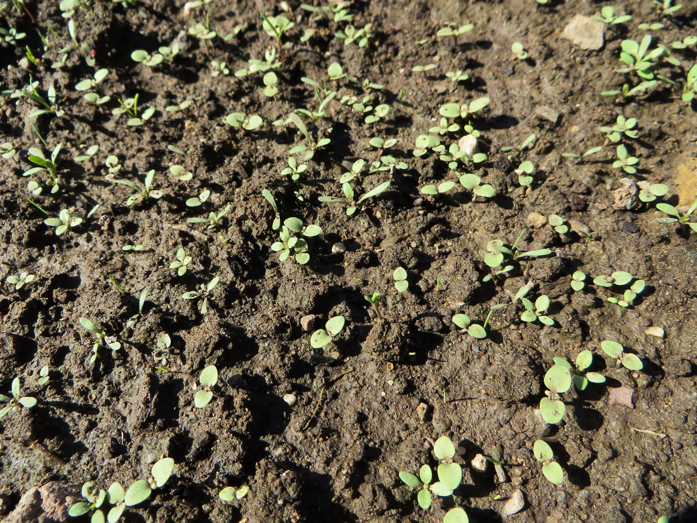 Meadow before solarization