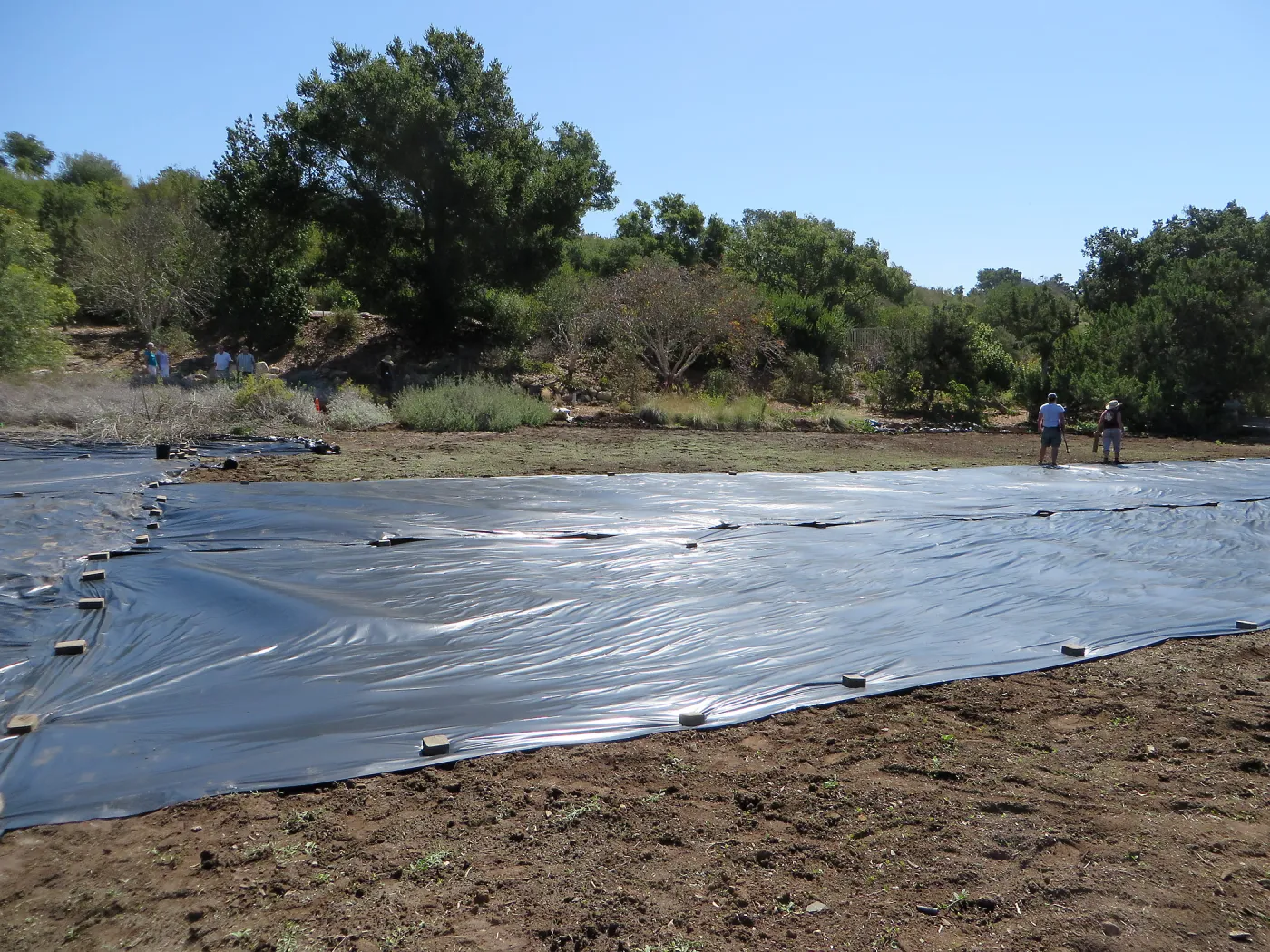 Solarization of the Meadow