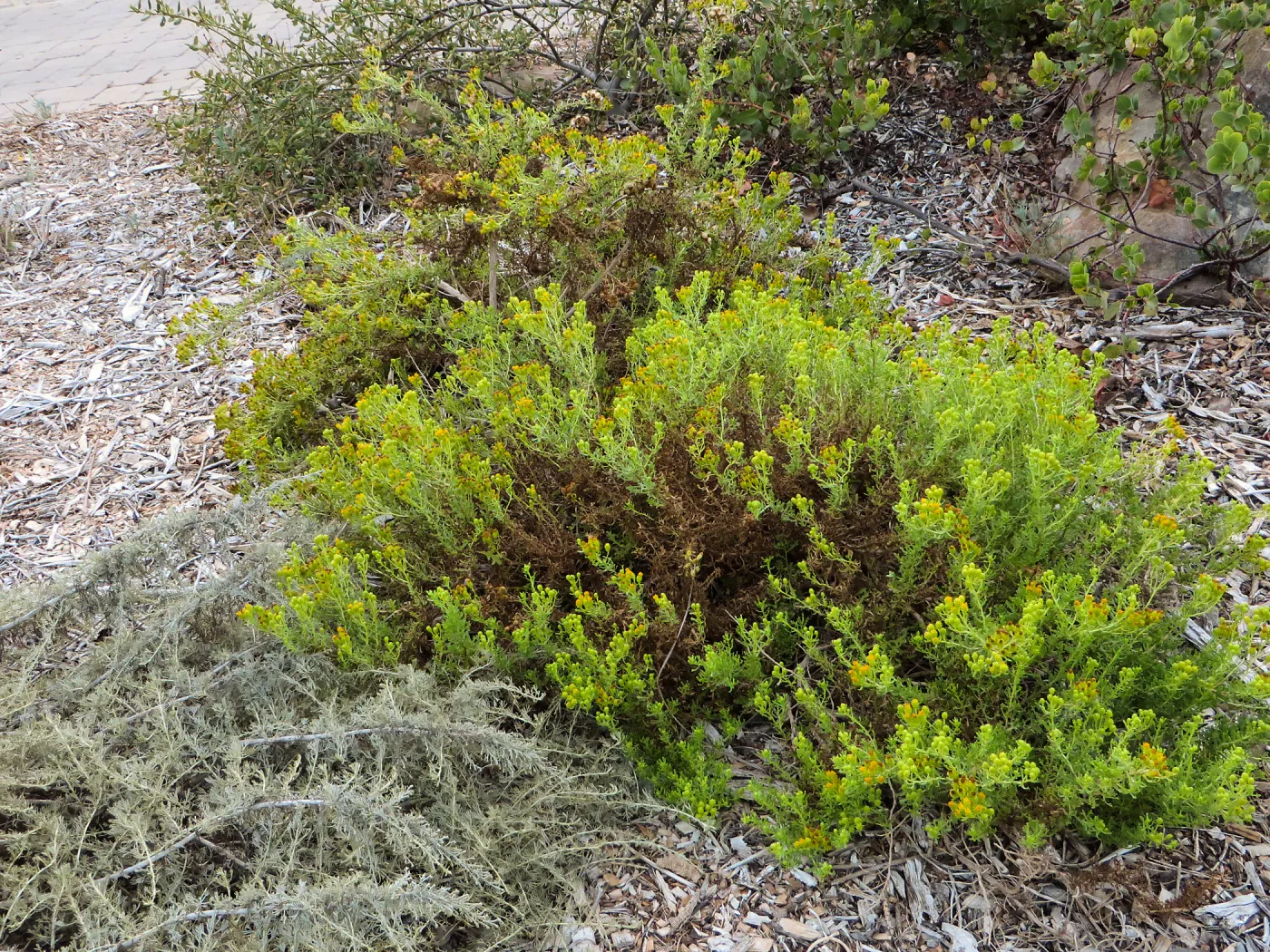 Isocoma menziesii var. tridentata in ground cover display