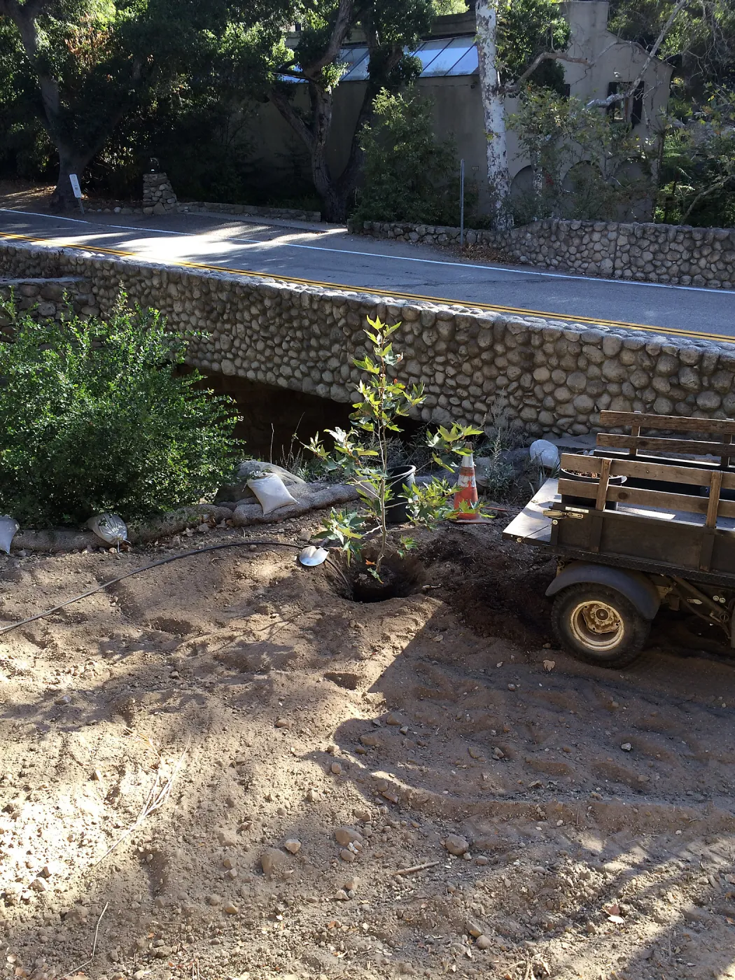 Replanting Platanus racemosa at the Bridge on Mission Canyon Road for SWIP reveg