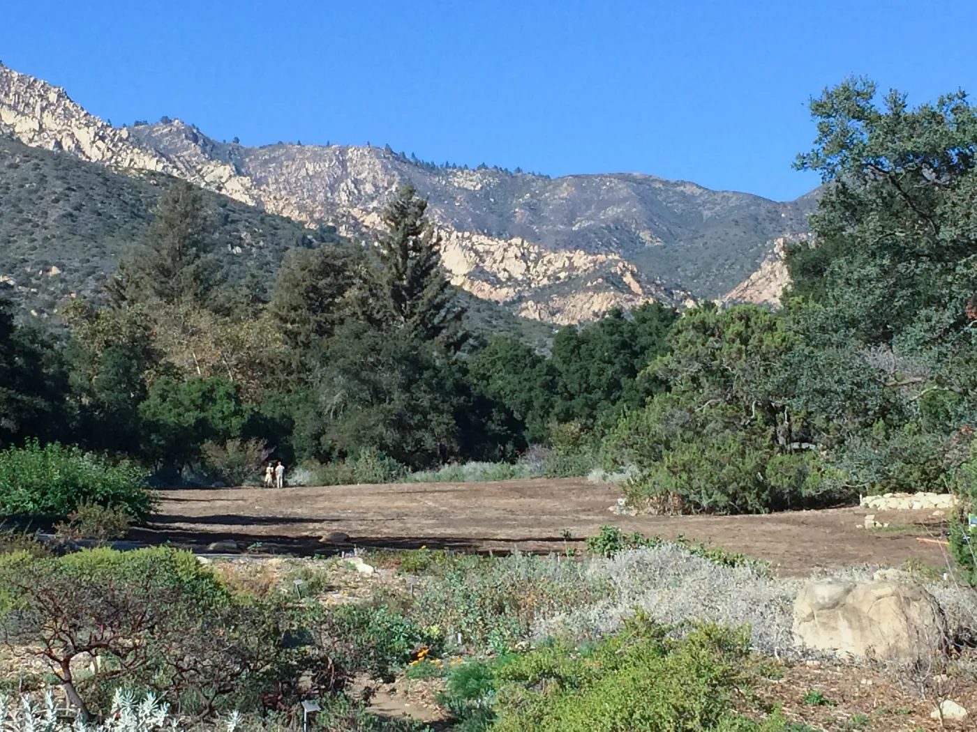 Meadow after solarization
