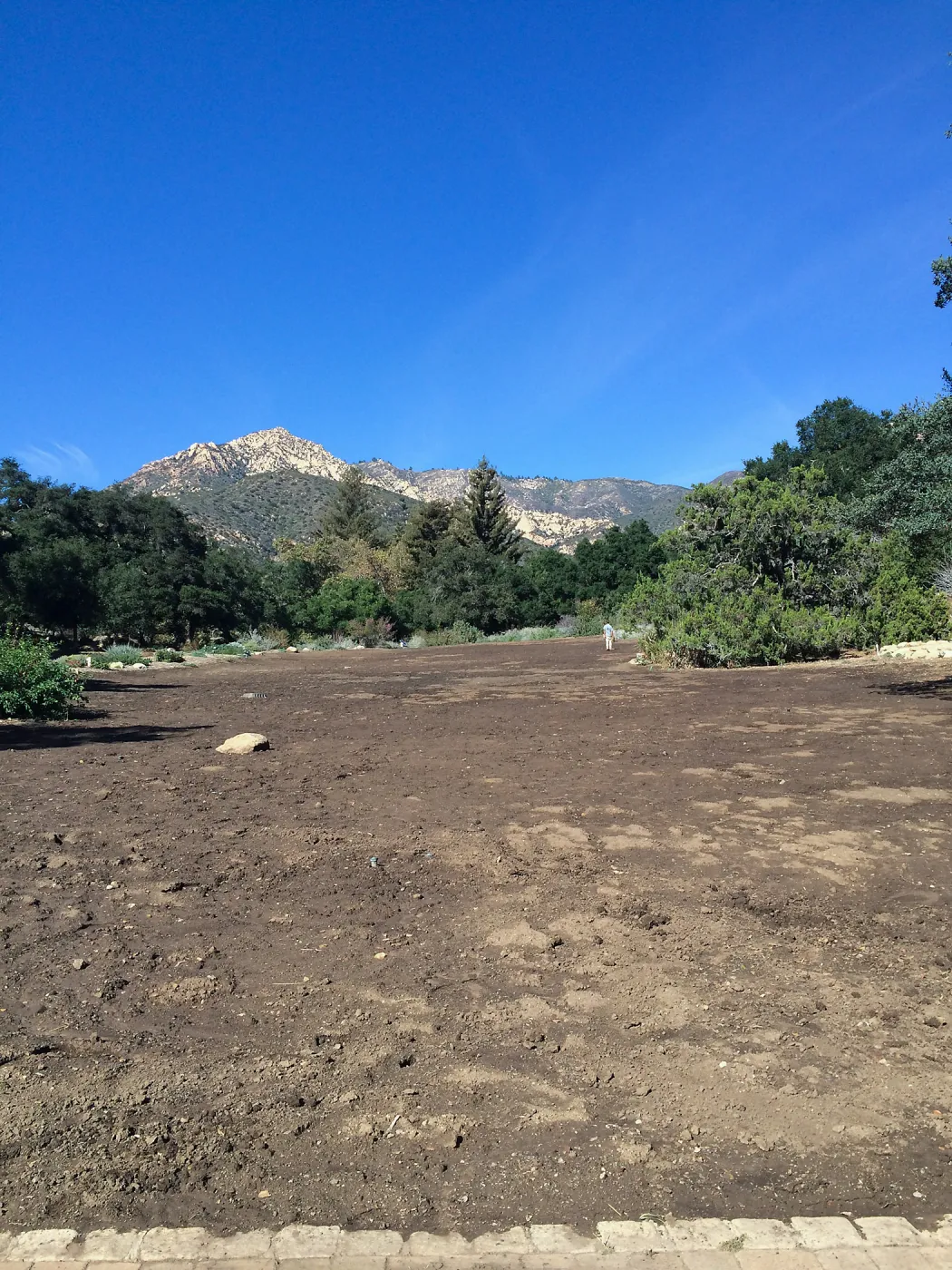 Meadow after solarization