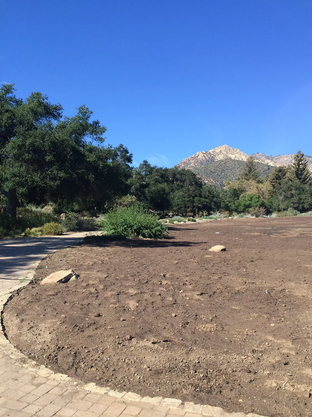 Meadow after solarization