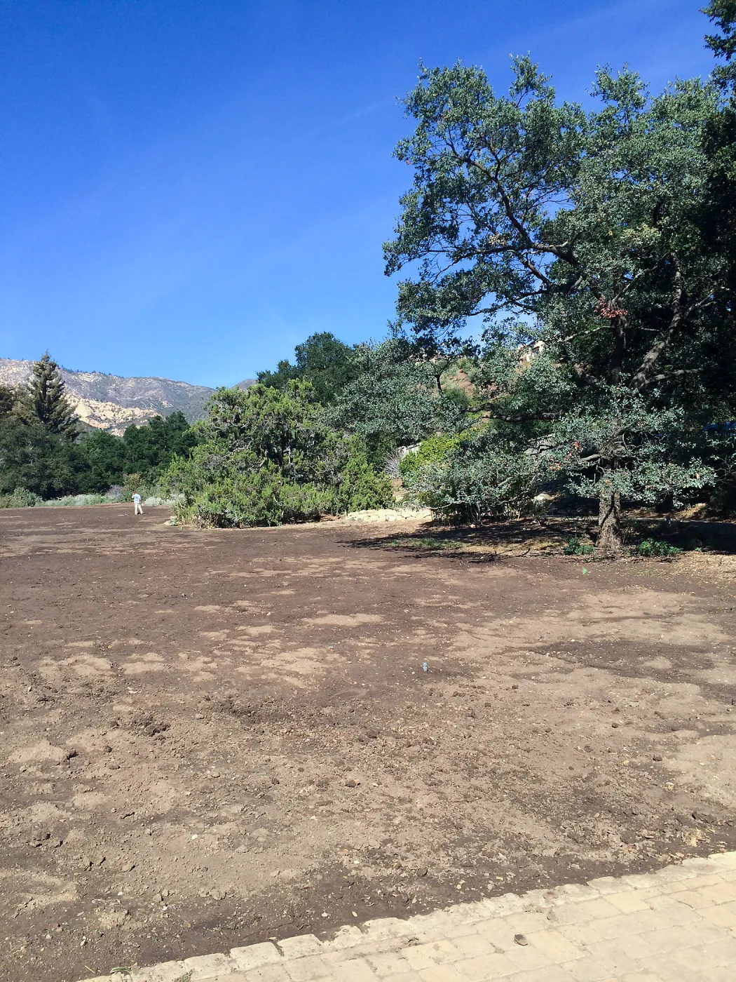 Meadow after solarization