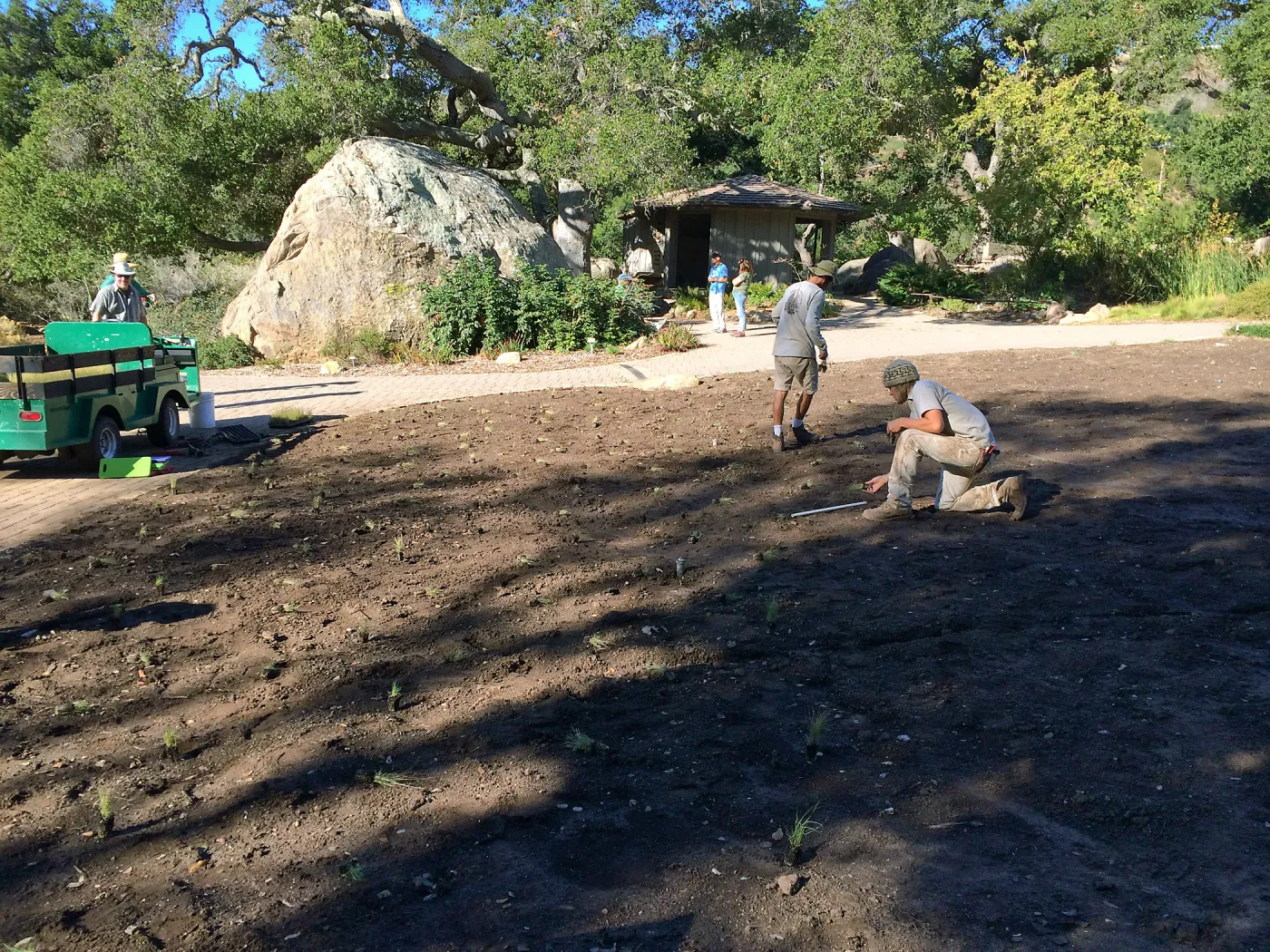 Planting Bouteloua gracilis in the Meadow after solarization