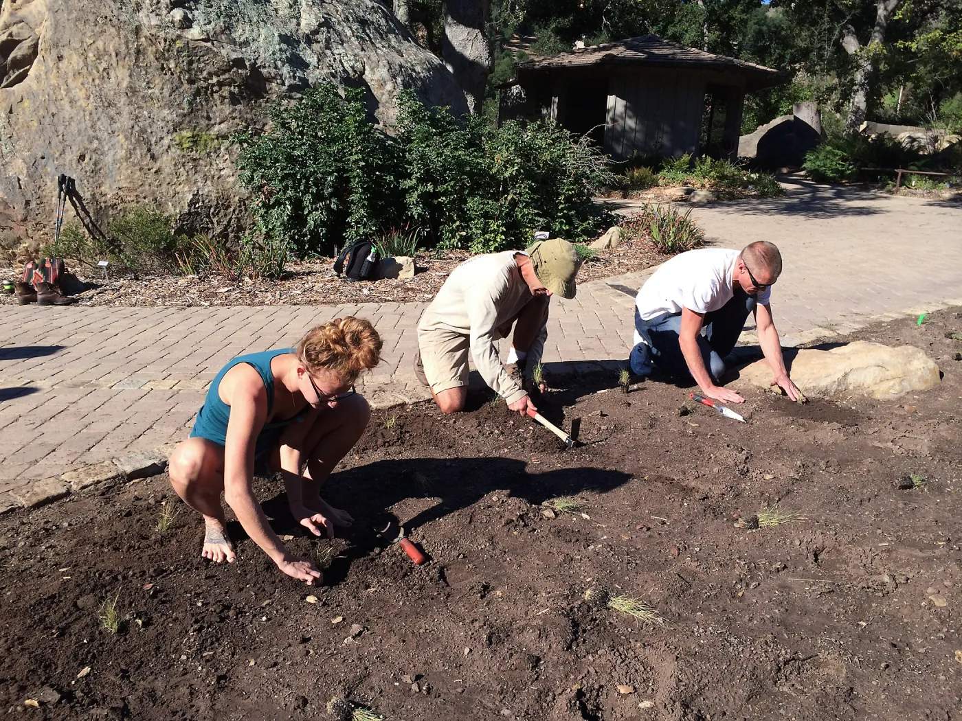 Planting Bouteloua gracilis in the Meadow after solarization