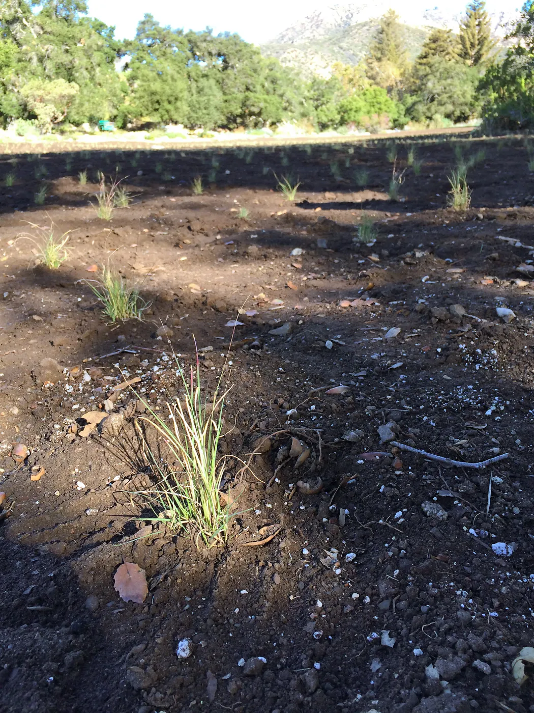 Planting Bouteloua gracilis in the Meadow after solarization
