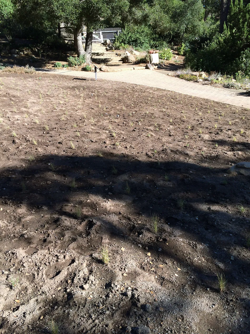 Planting Bouteloua gracilis in the Meadow after solarization