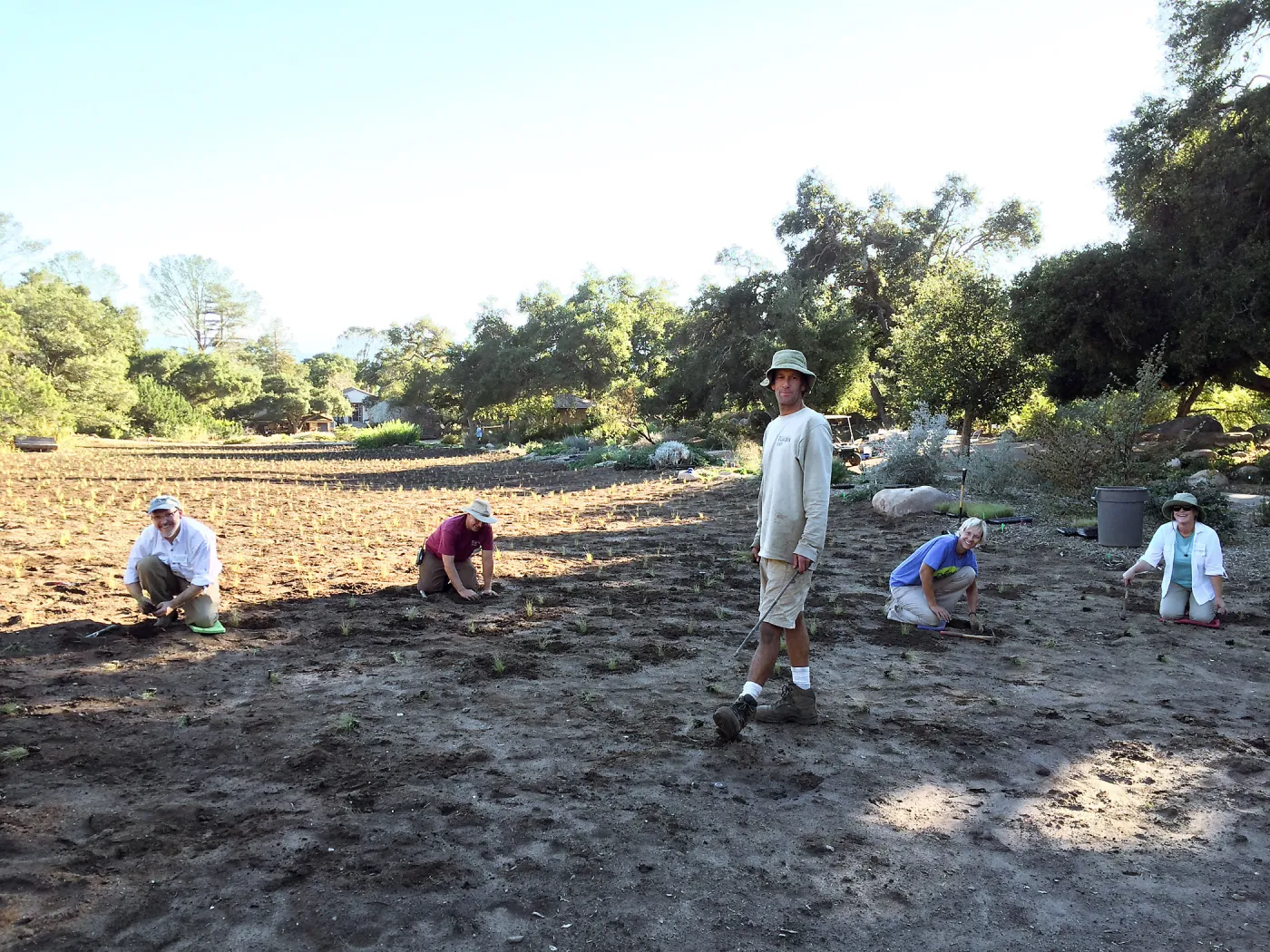 Planting Bouteloua gracilis in the Meadow after solarization. Jason Nelson