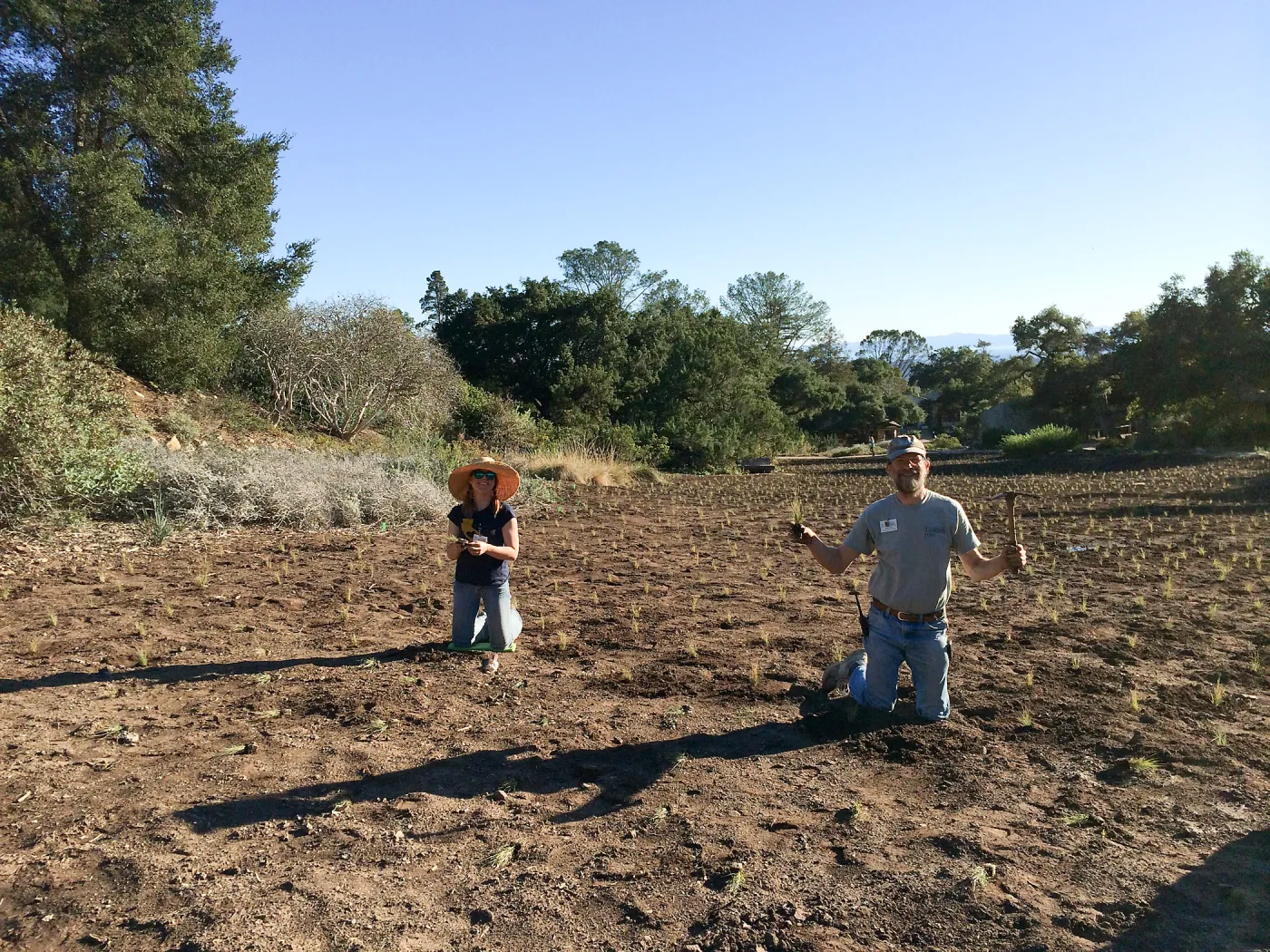 Planting Bouteloua gracilis in the Meadow after solarization. Randy Wright