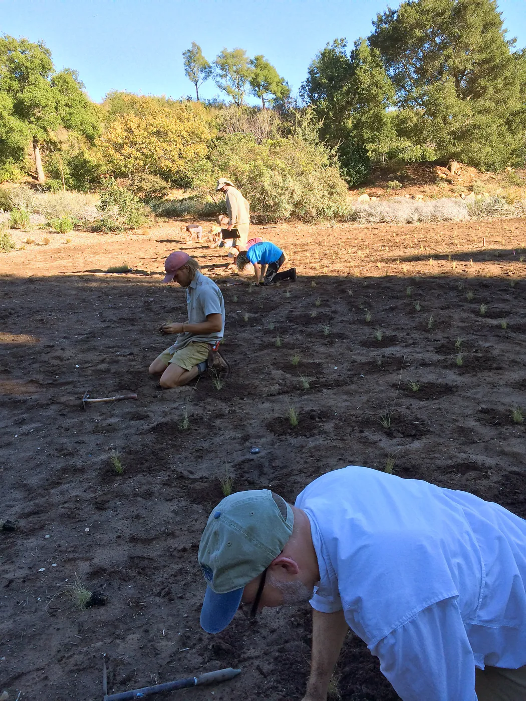 Planting Bouteloua gracilis in the Meadow after solarization. Steve Windhager