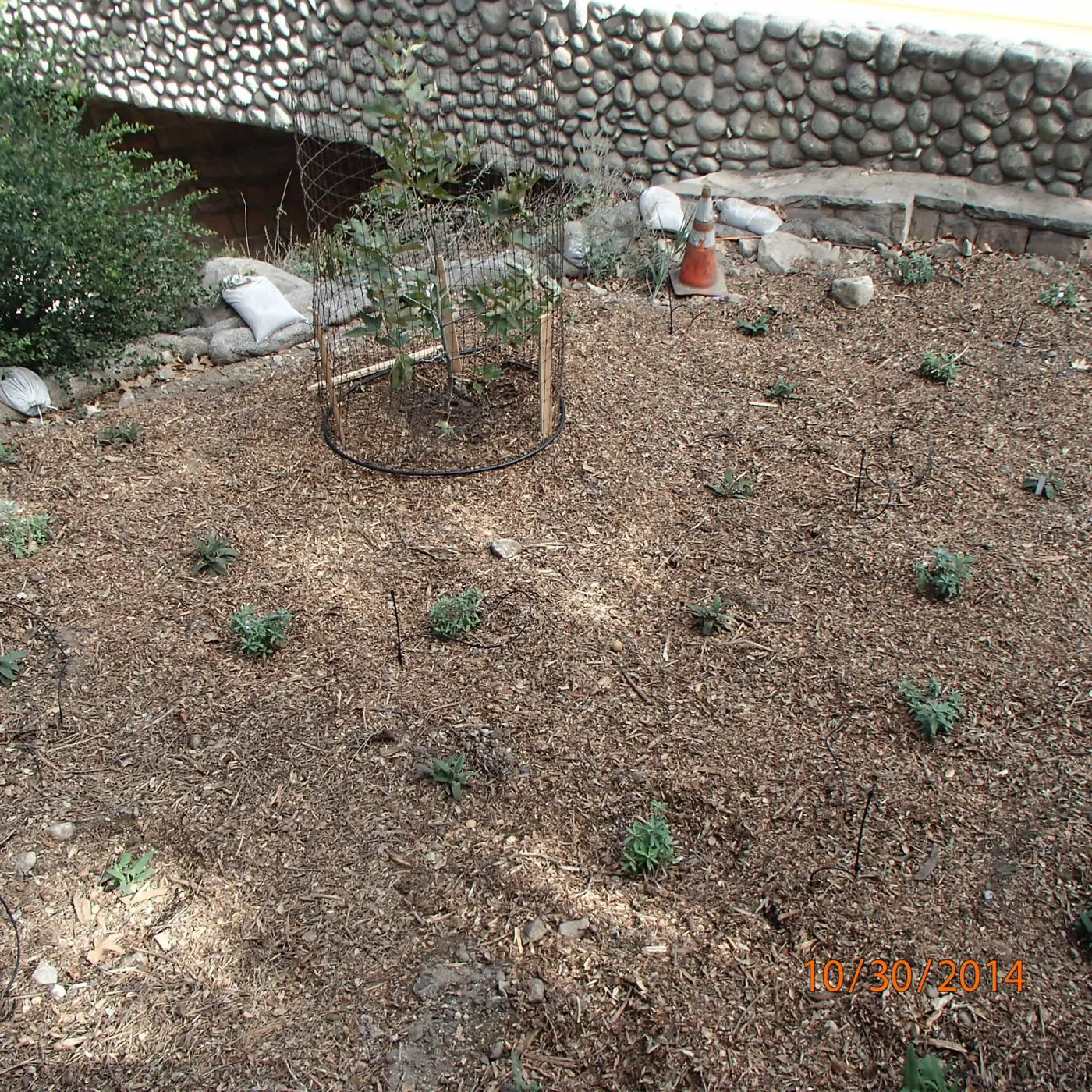 SWIIP restoration plantings, sycamore, hummingbird sage, mugwort