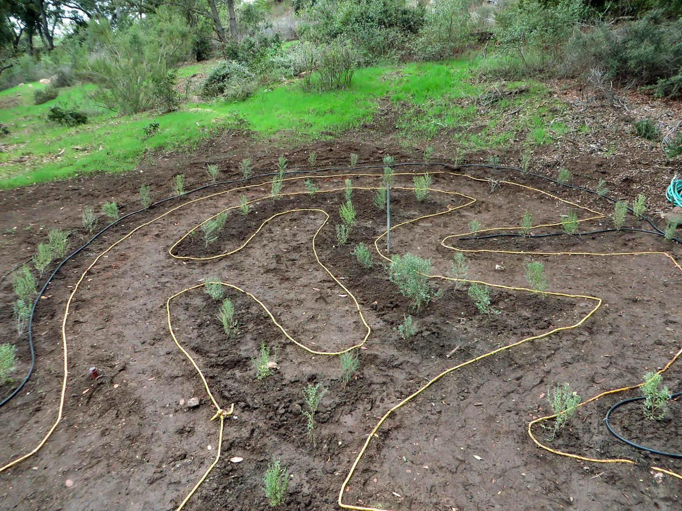 Newly planted Maze