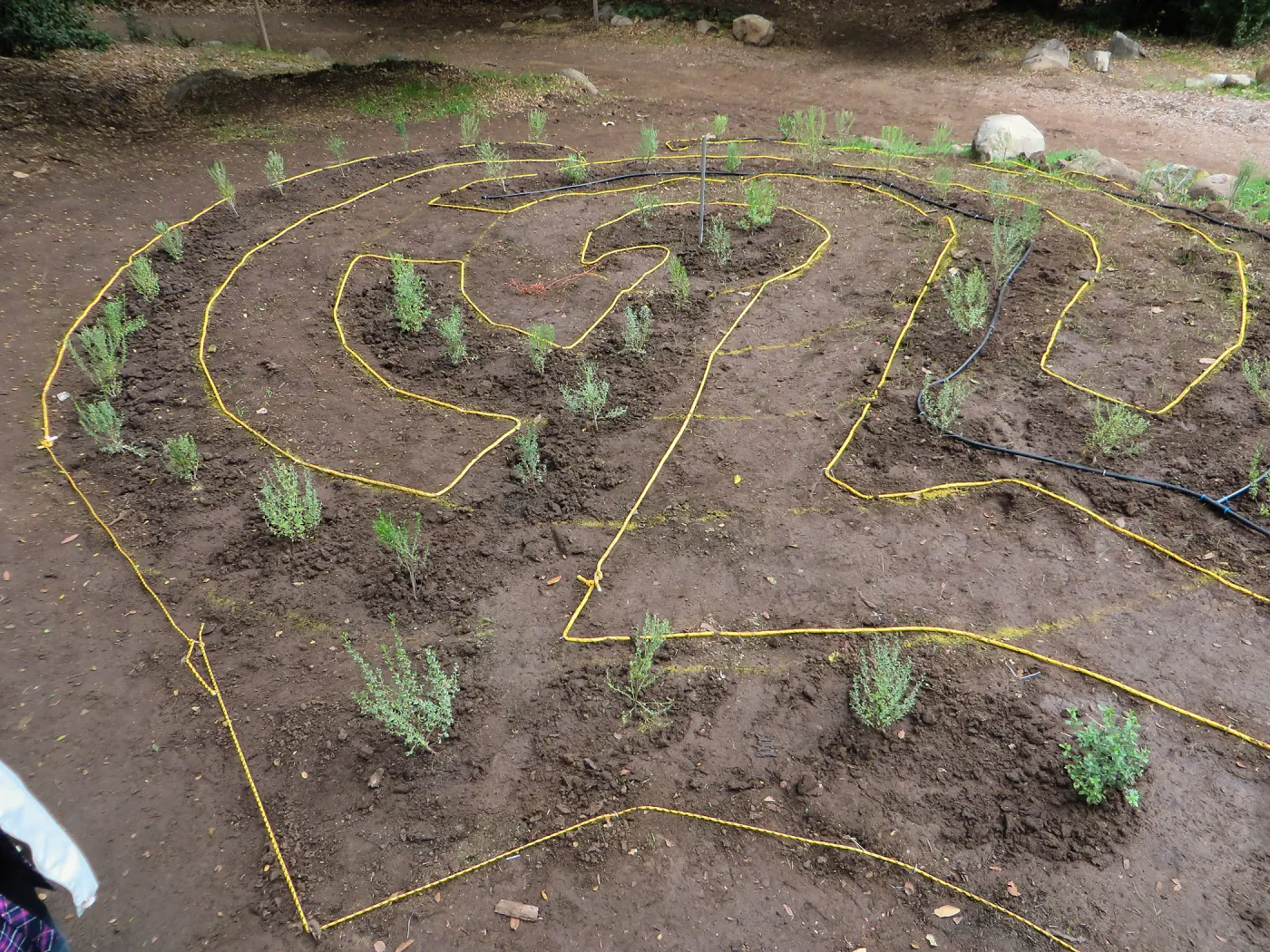 Newly planted Maze