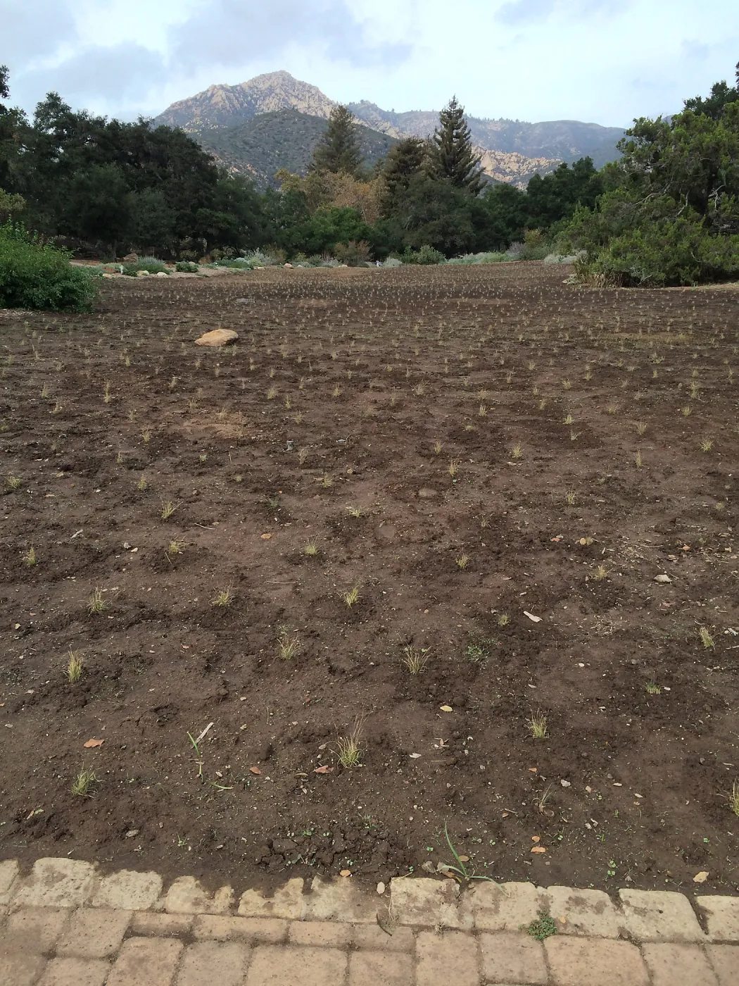 Newly planted Bouteloua gracilis in Meadow