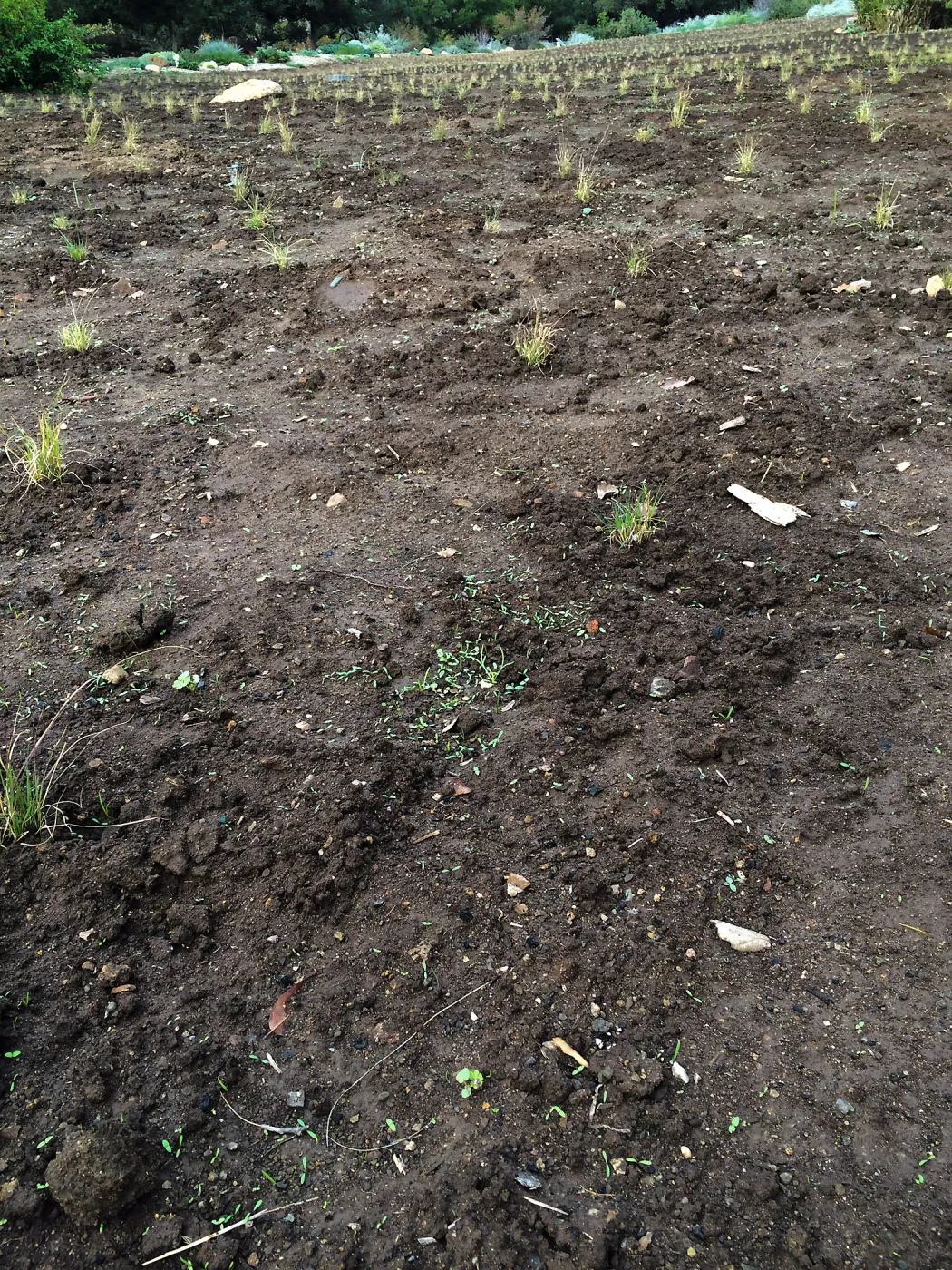Newly planted Bouteloua gracilis in Meadow