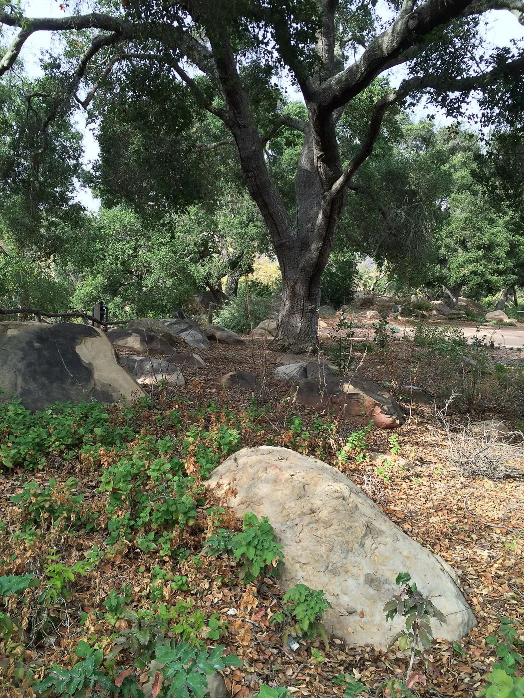 Meadow Oaks