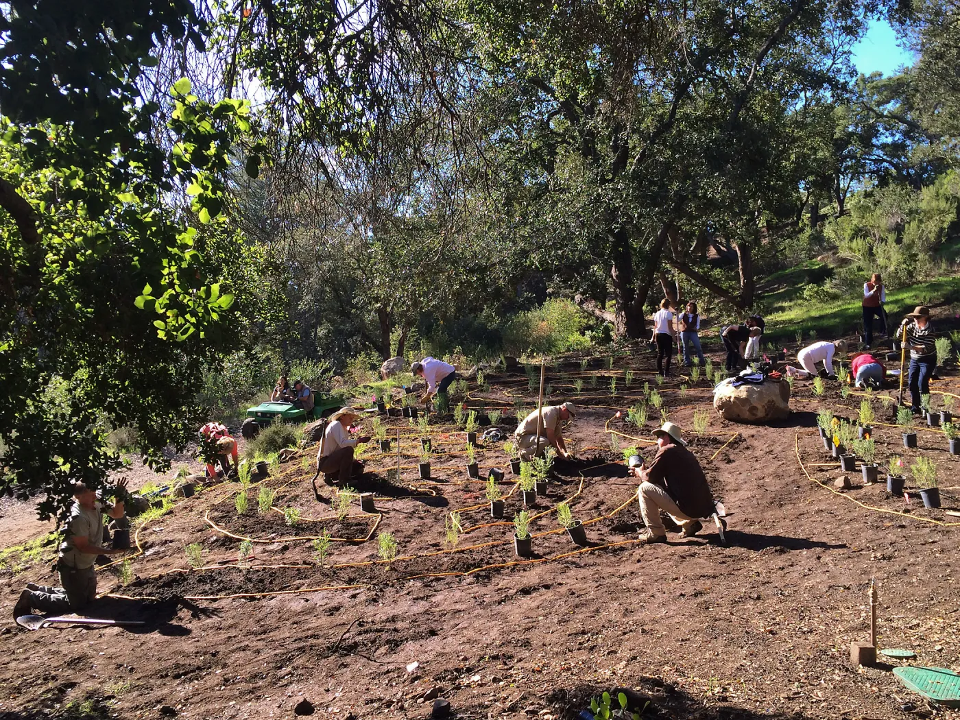Planting the Maze with Baccharis