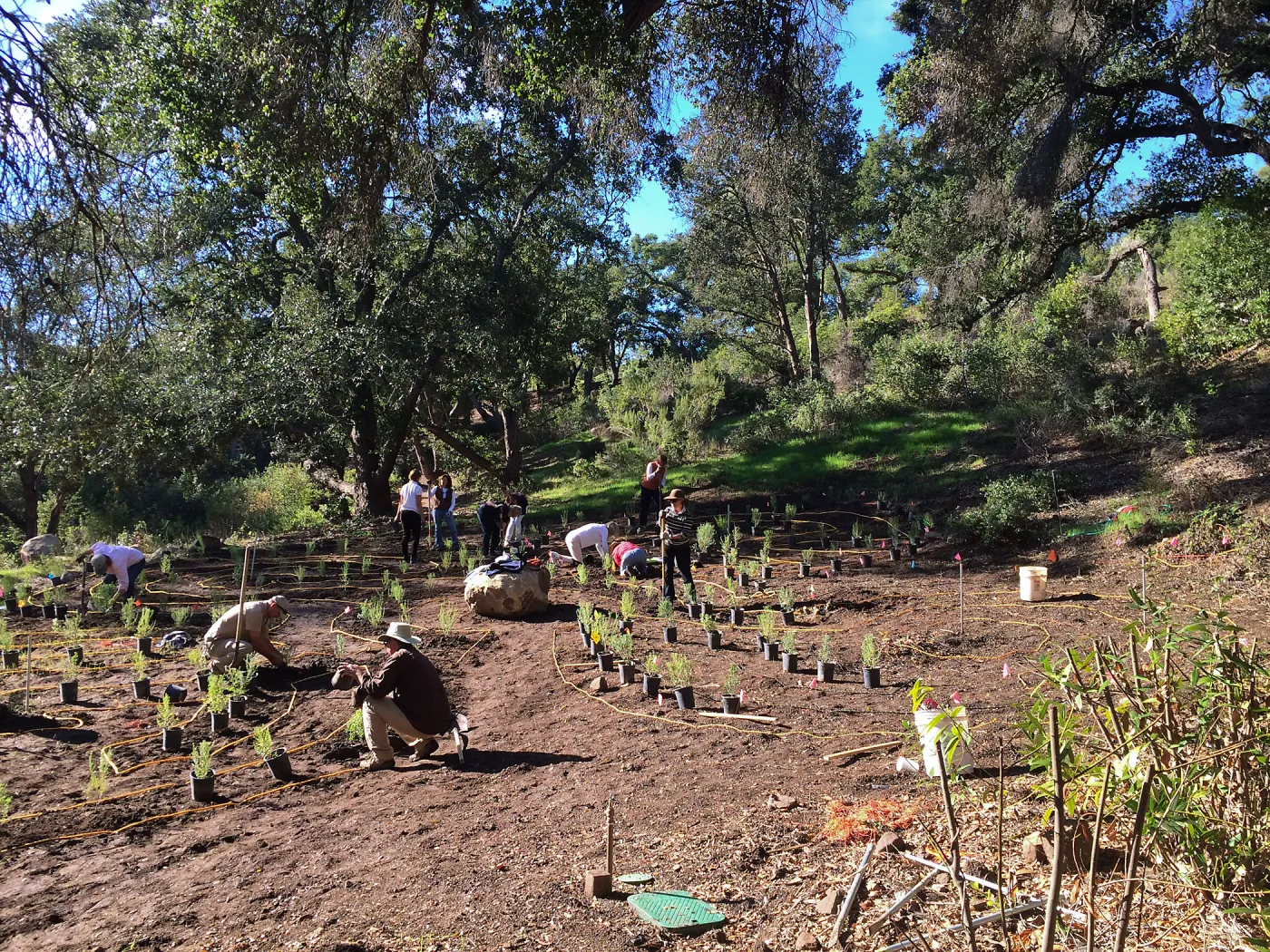 Planting the Maze with Baccharis