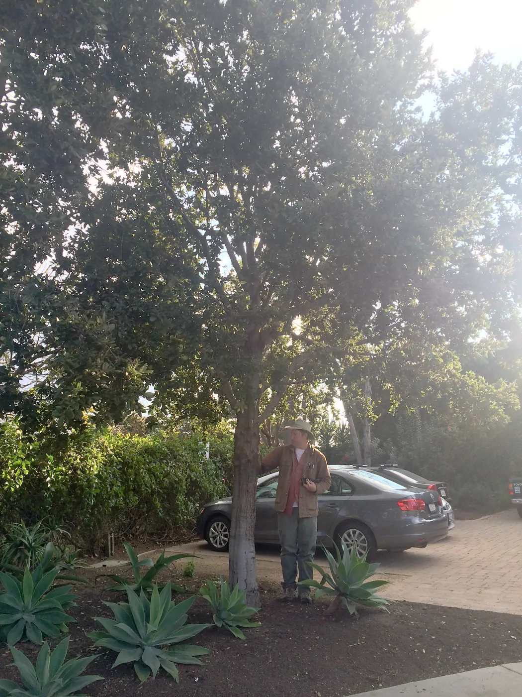 Susan van Atta property, Quercus tomentella