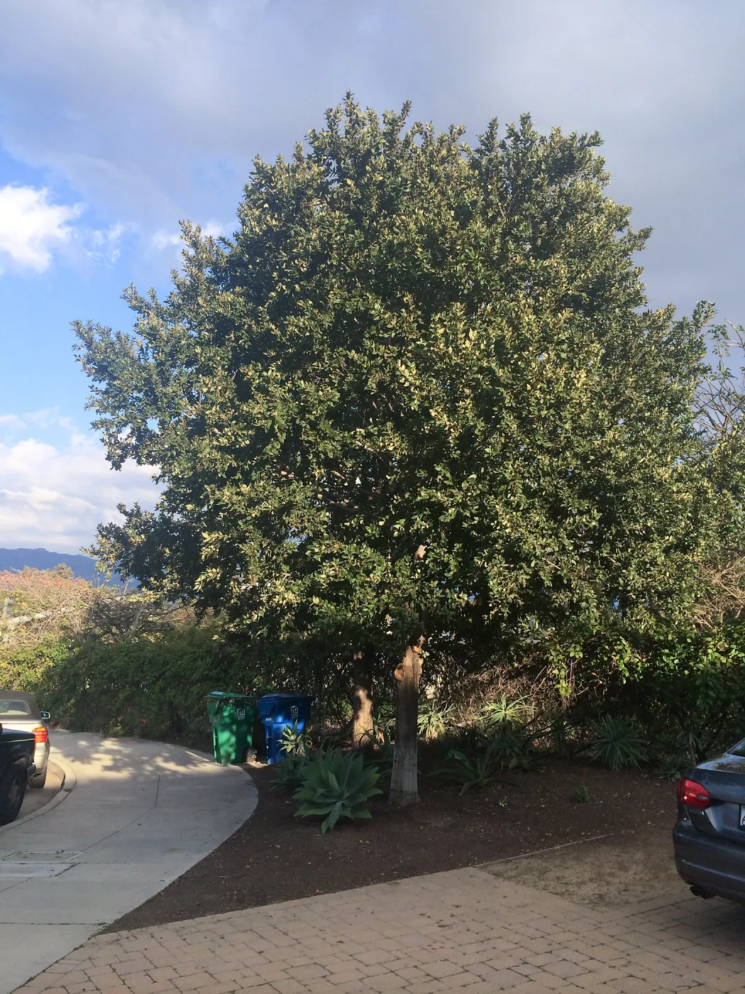 Susan van Atta property, Quercus tomentella