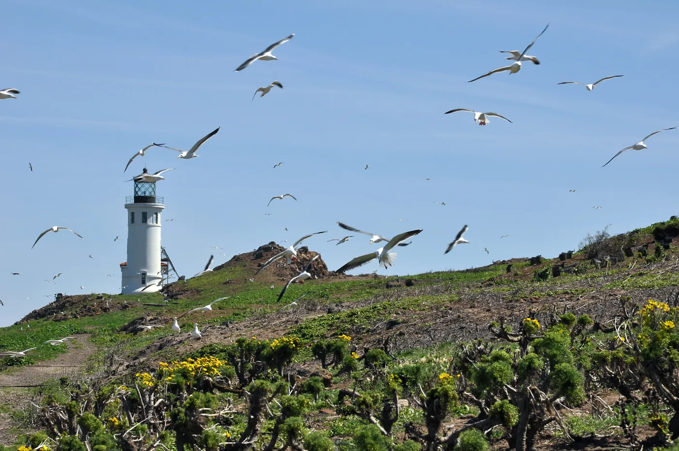 Anacapa Island Trip 2016-05, Seagulls flying, lighthouse, Coreopsis gigantea