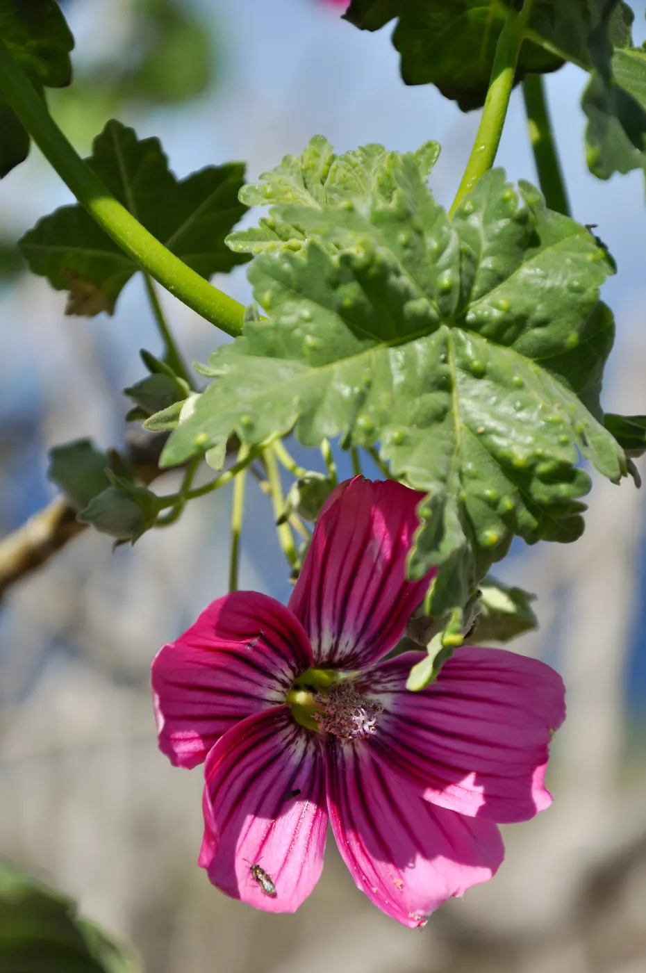 Anacapa Island Trip 2016-05, Malva assurgentiflora