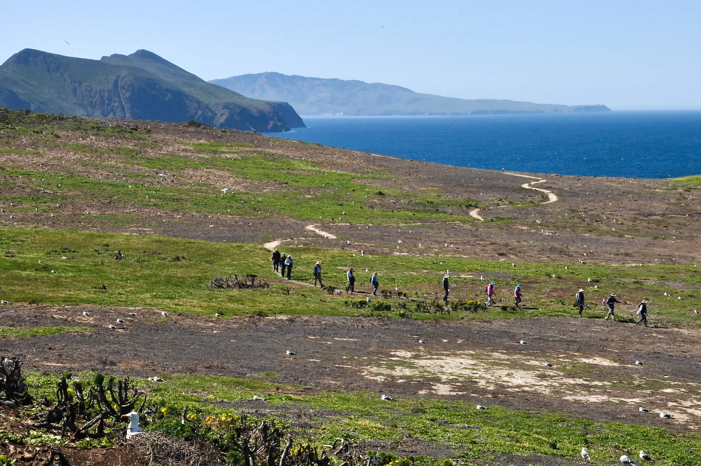 Anacapa Island Trip 2016-05, Group walking with Steve Junak