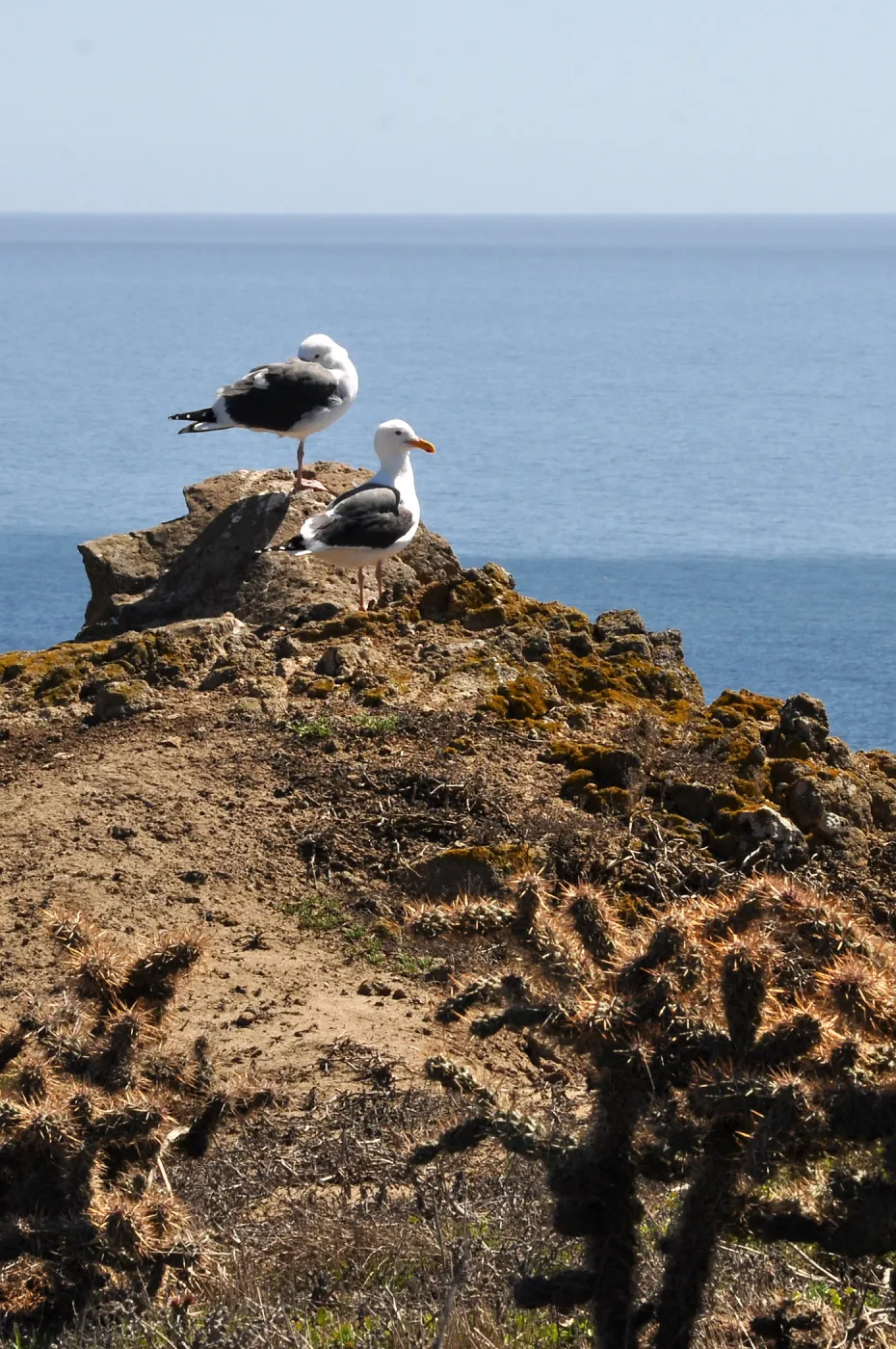 Anacapa Island Trip 2016-05, Seagulls