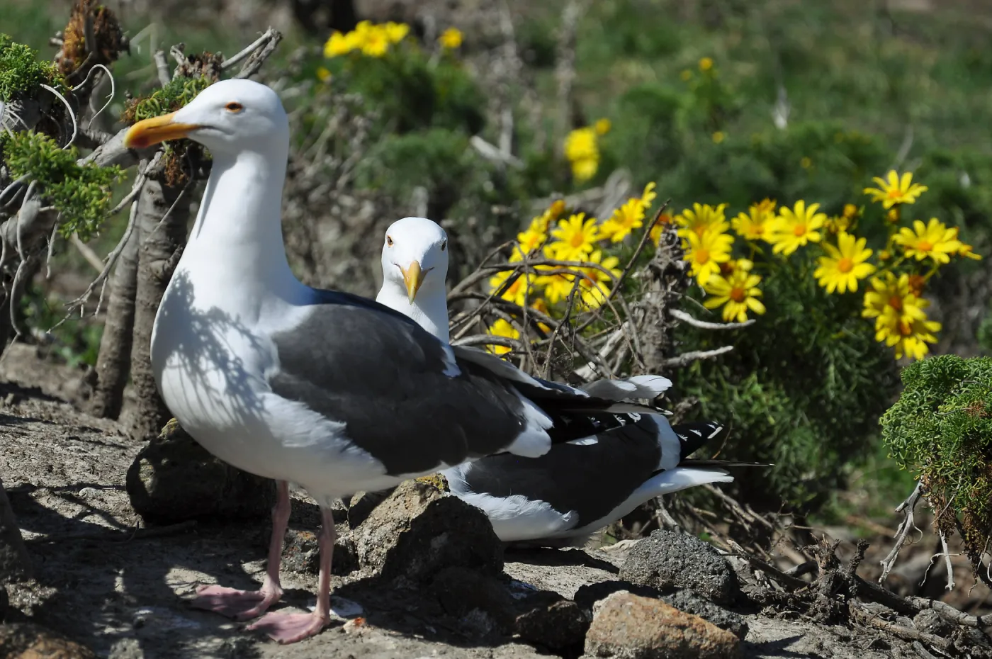 Anacapa Island Trip 2016-05, Seagulls, Coreopsis gigantea