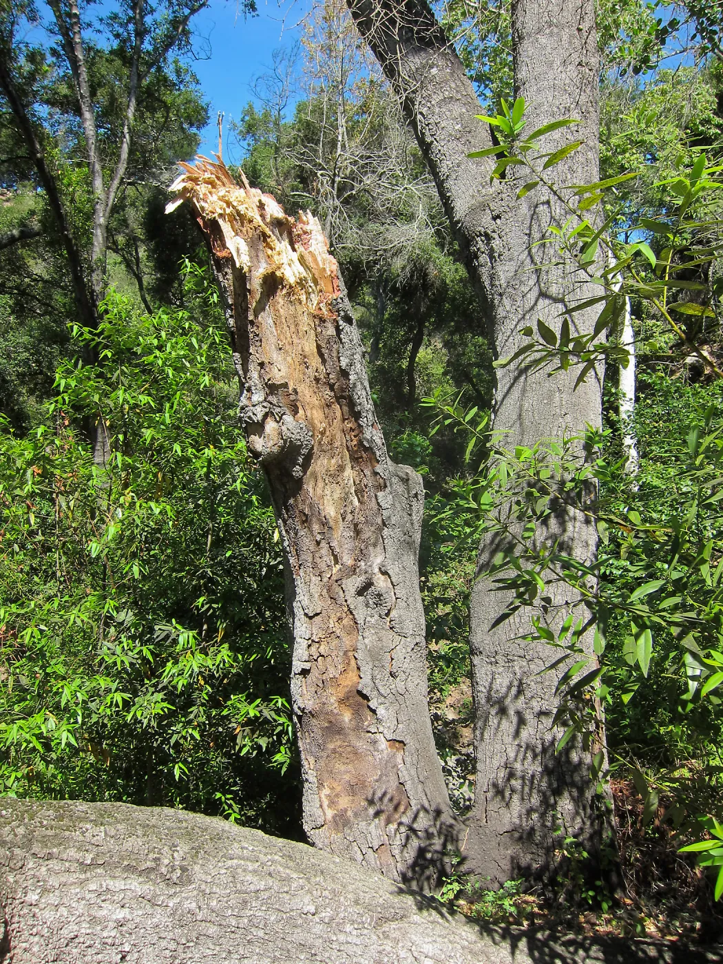 Fallen oak in Wooded Dell by Campbell Bridge
