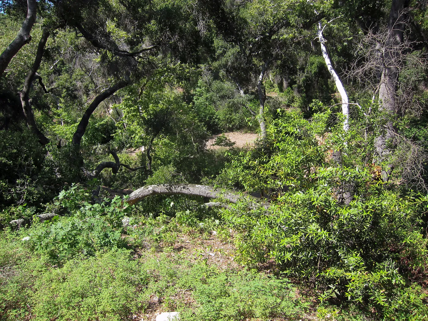 Fallen oak in Wooded Dell by Campbell Bridge