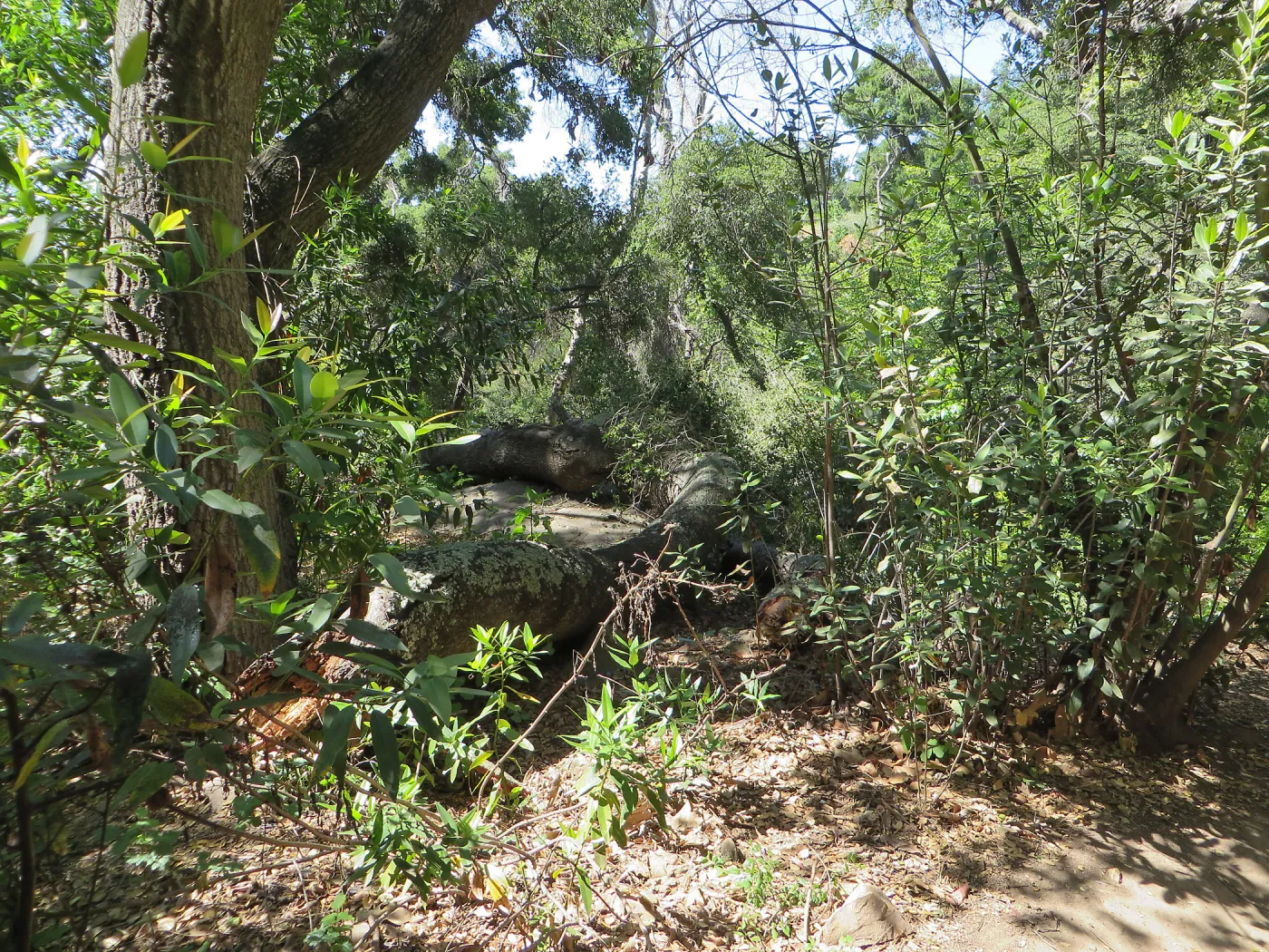 Downed oak in canyon by trail to water tank
