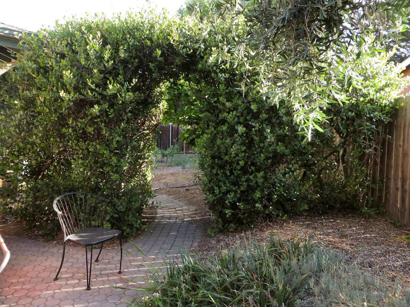 Betsy's Garden, Rhus integrifolia hedge