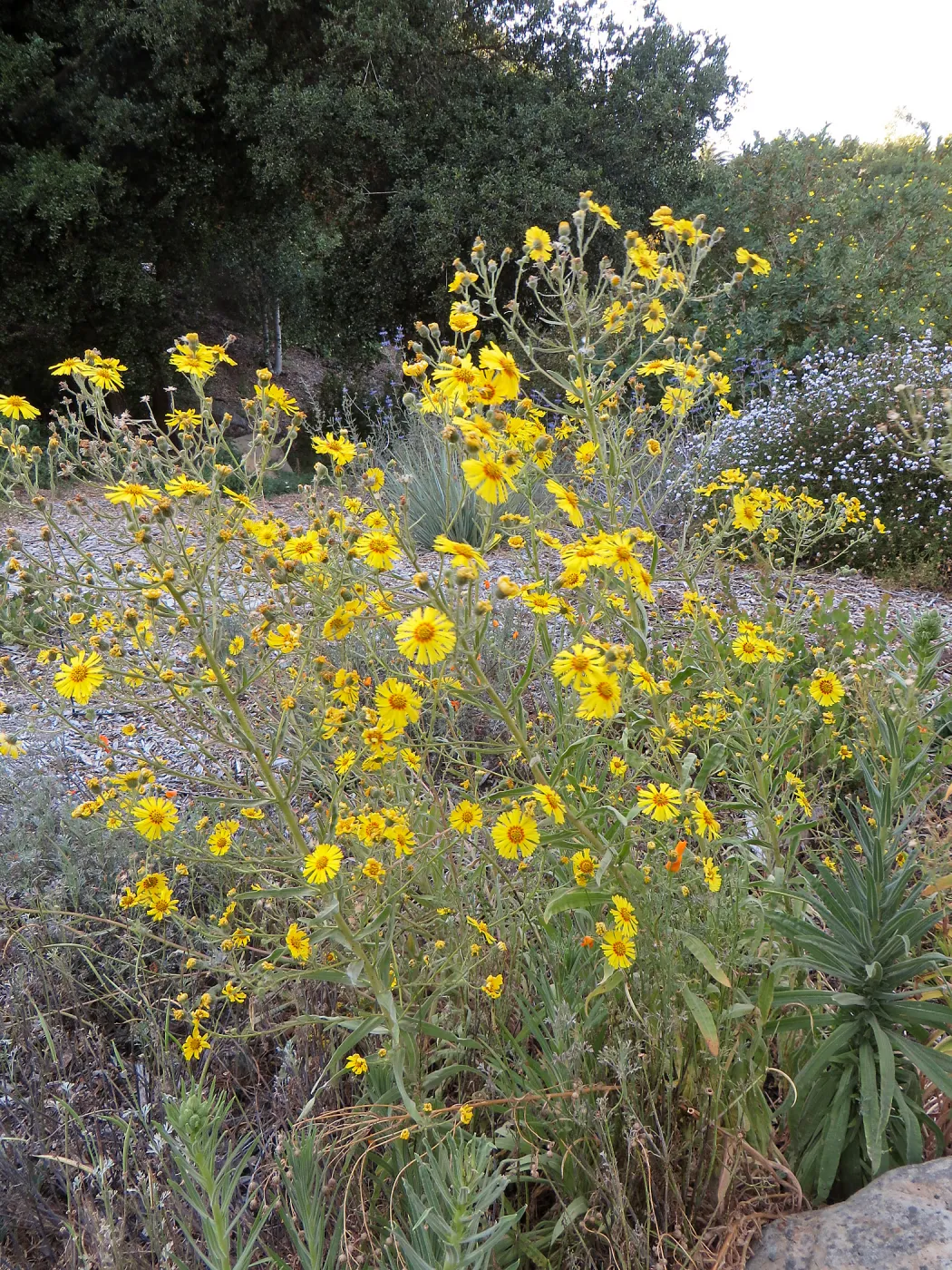Tunnel Road Triangle, Madia elegans