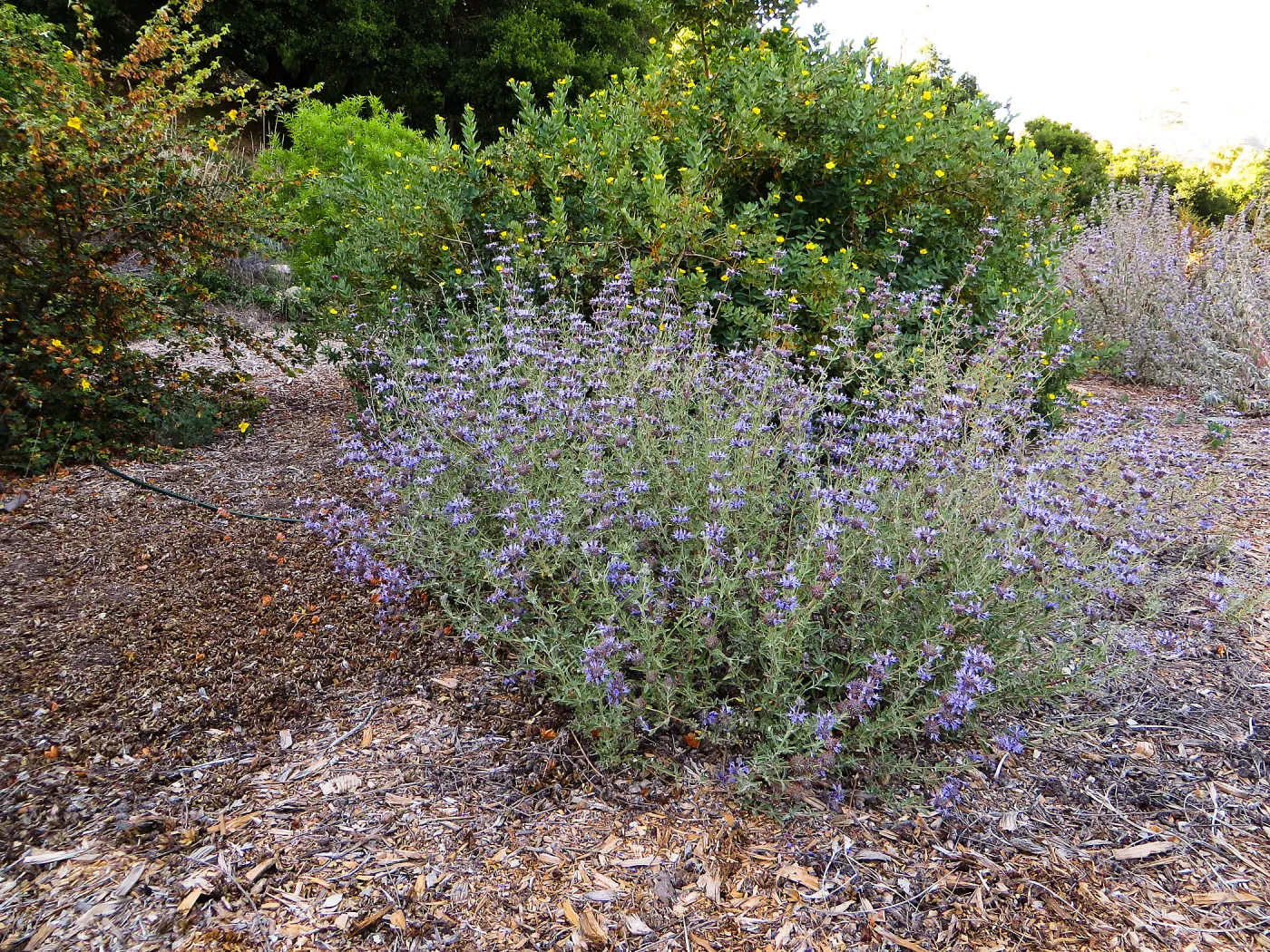 Tunnel Road Triangle, Salvia (Sage) Allen Chickering