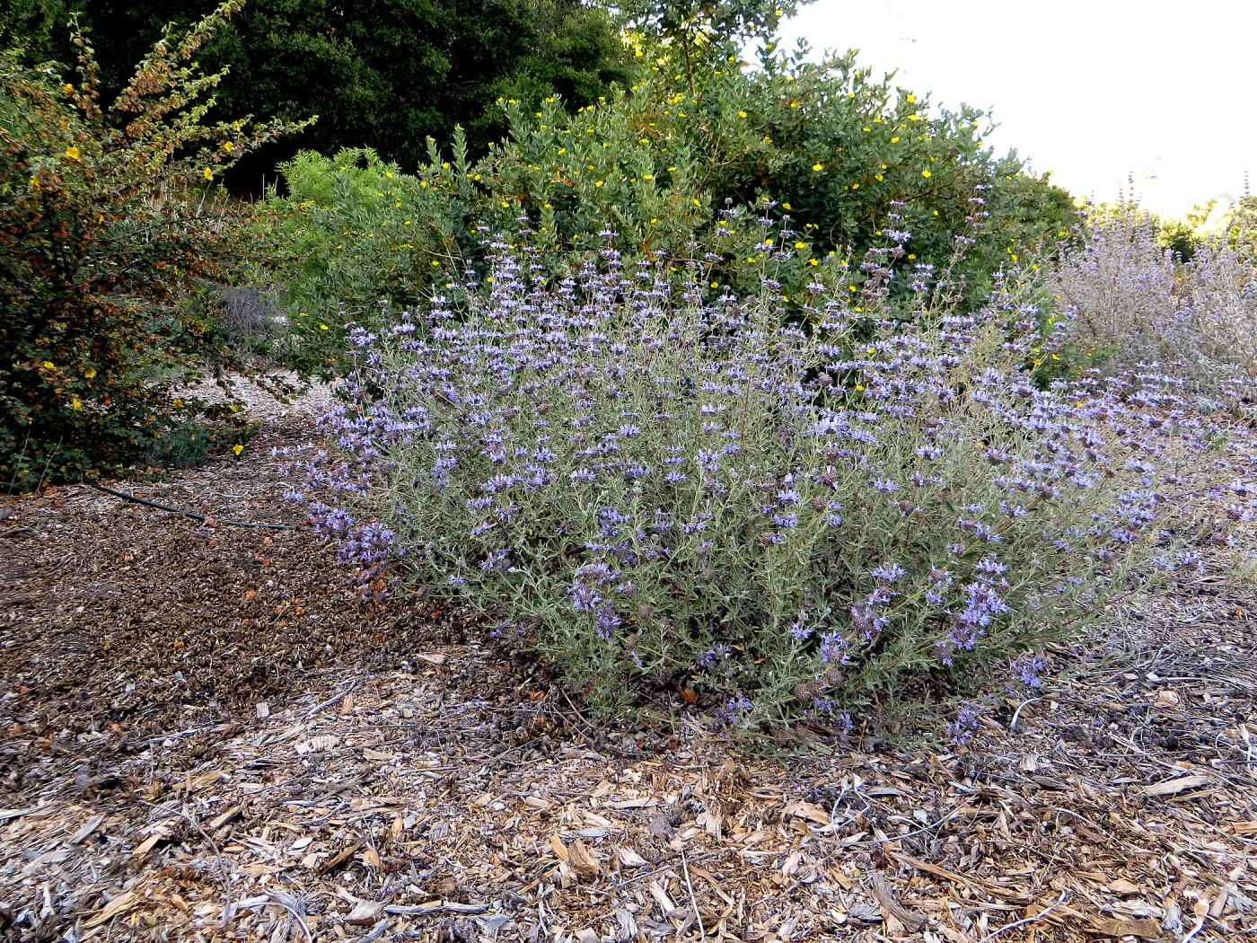 Tunnel Road Triangle, Salvia (Sage) Allen Chickering