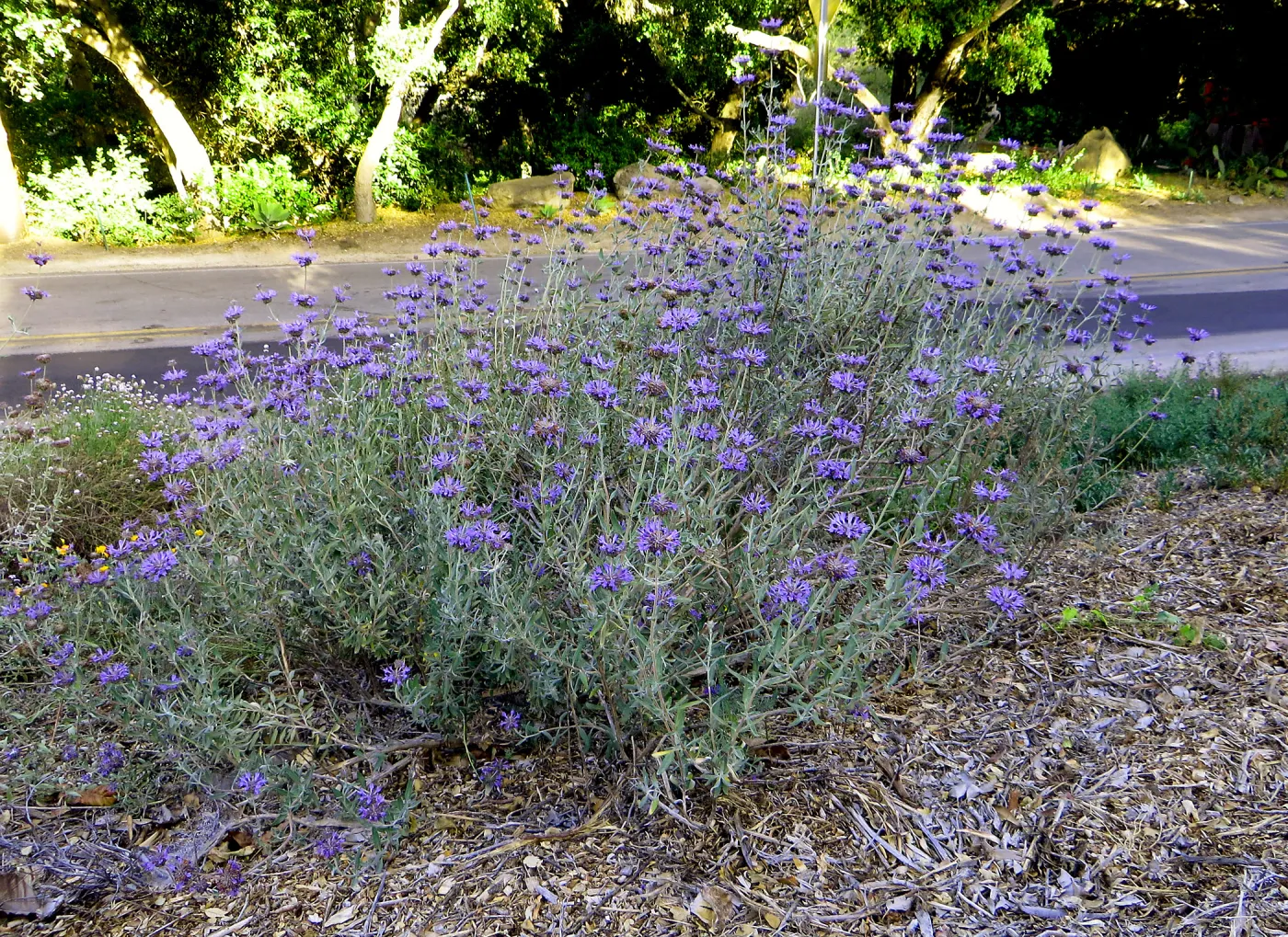 Tunnel Road Triangle, Salvia Allen Chickering