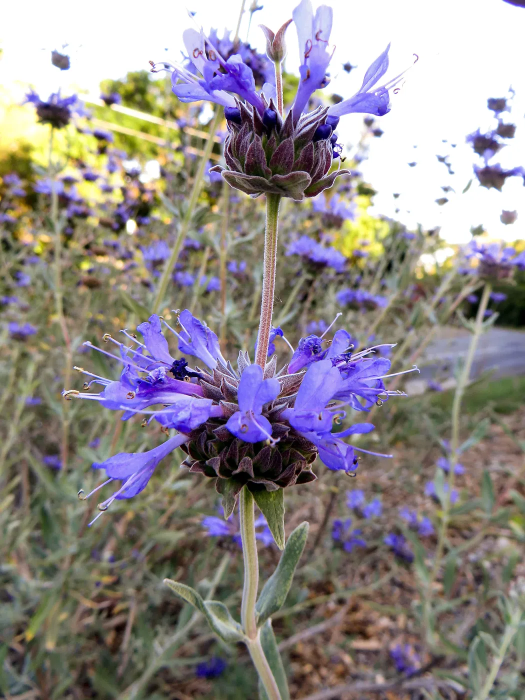 Tunnel Road Triangle, Salvia (Sage) Allen Chickering