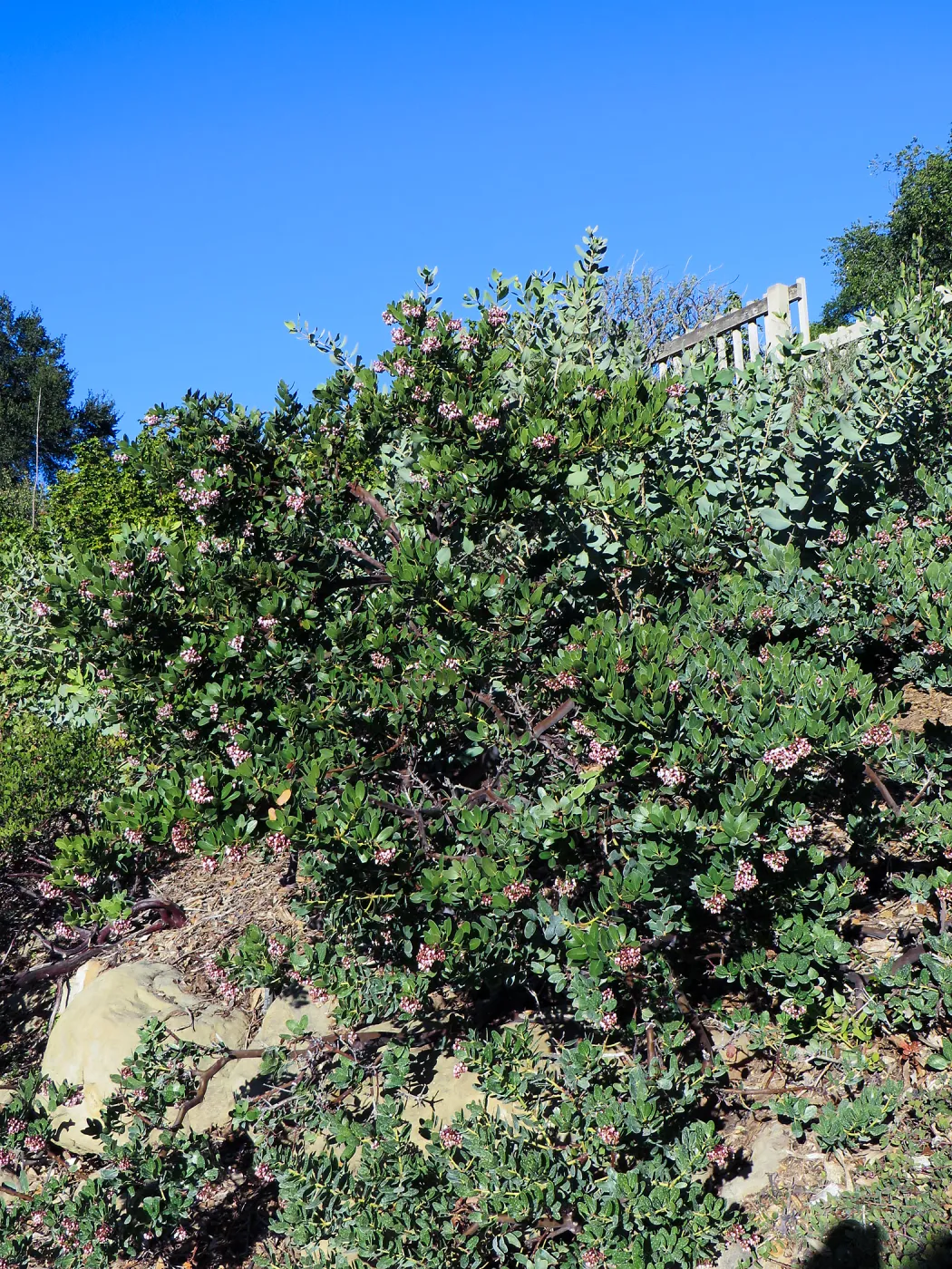 Parking lot bank, Arctostaphylos insularis