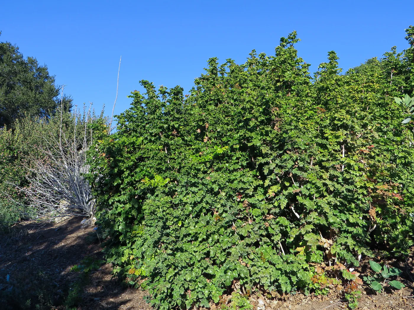 Parking lot bank, Berberis aquifolium