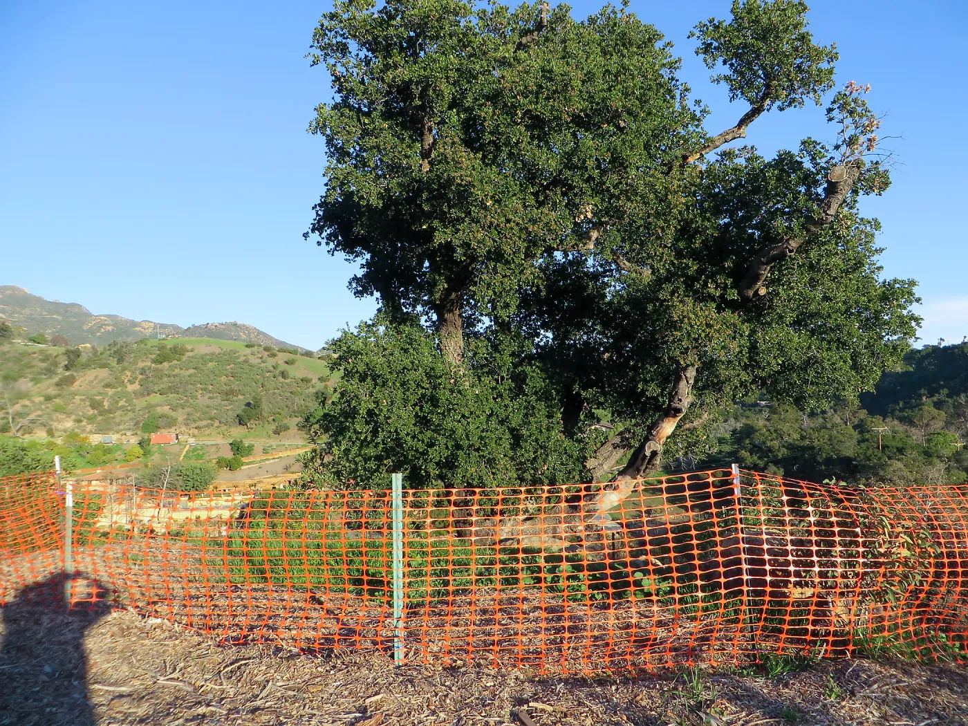 PCC construction, fencing protecting an oak tree