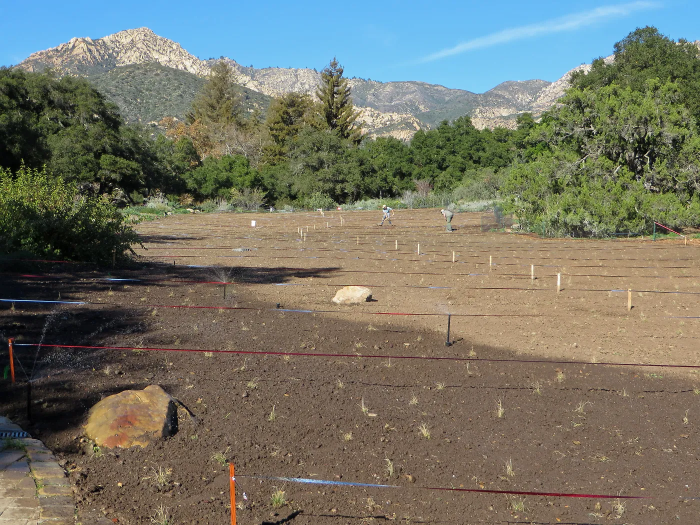 New meadow planting