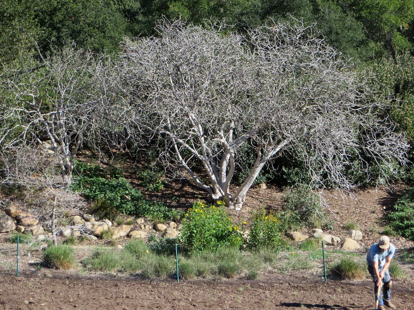 Aesculus californica, across from the meadow